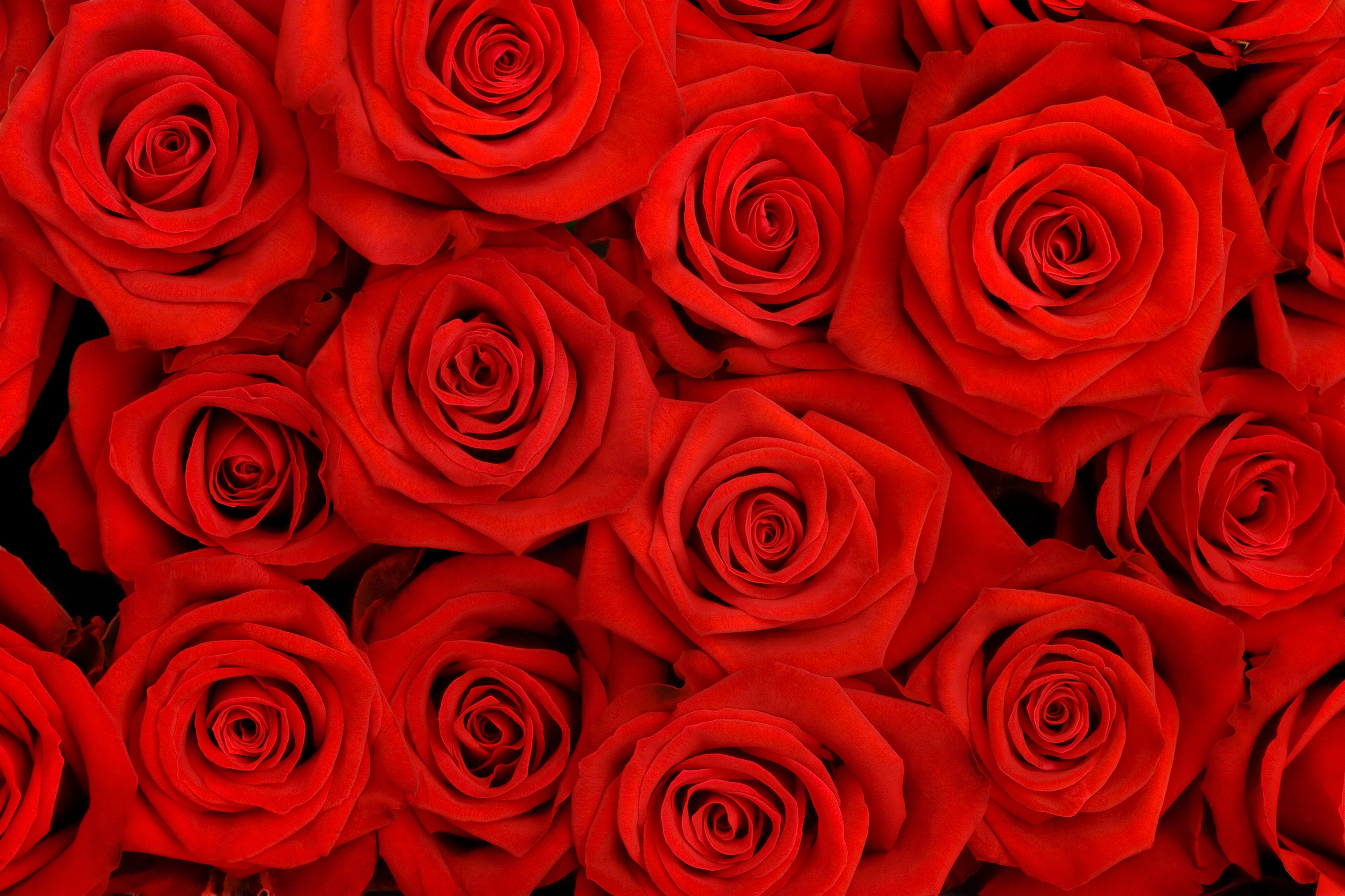 red rose images free download