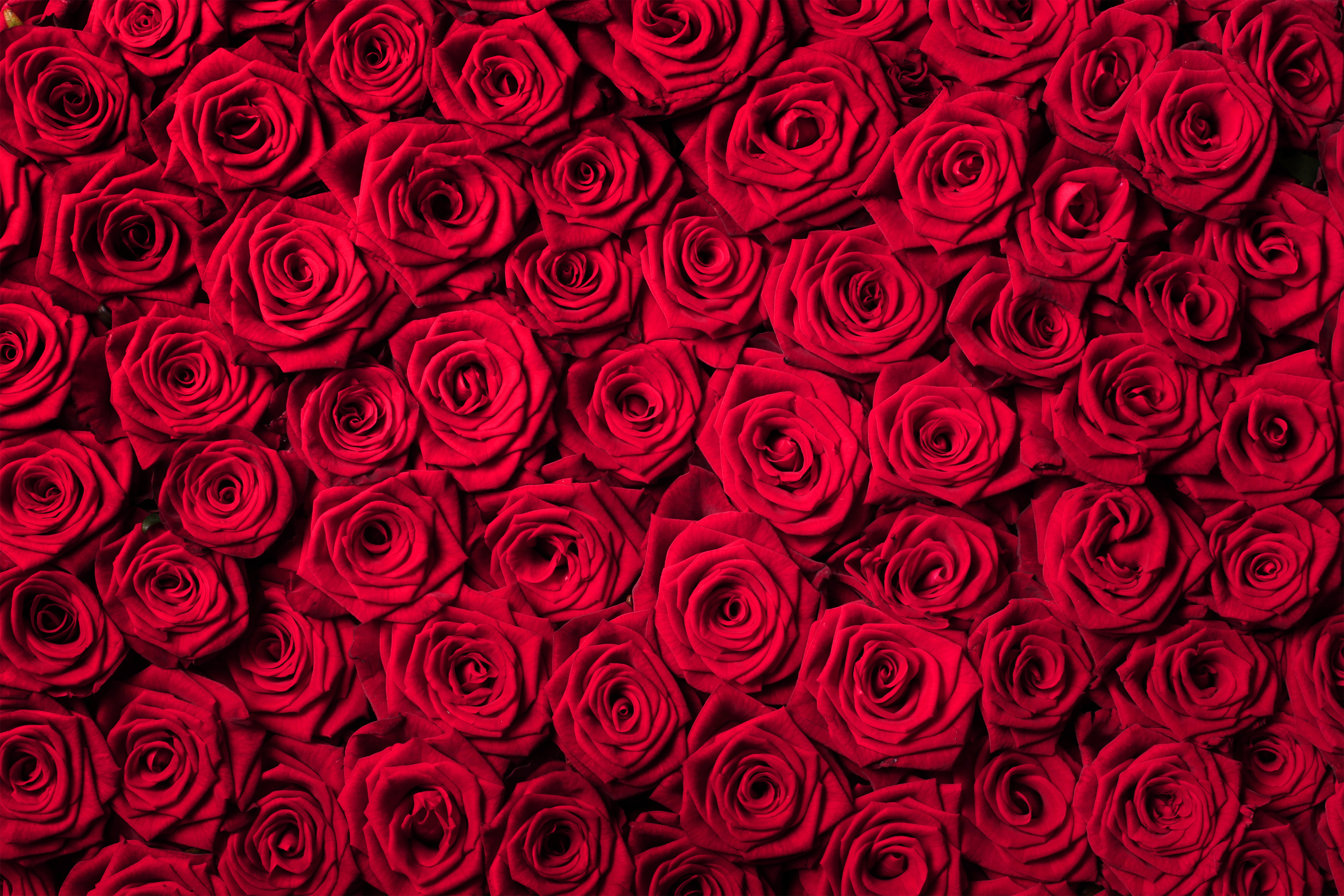 Red Roses Beautiful Background​ | Gallery Yopriceville - High-Quality Free  Images and Transparent PNG Clipart