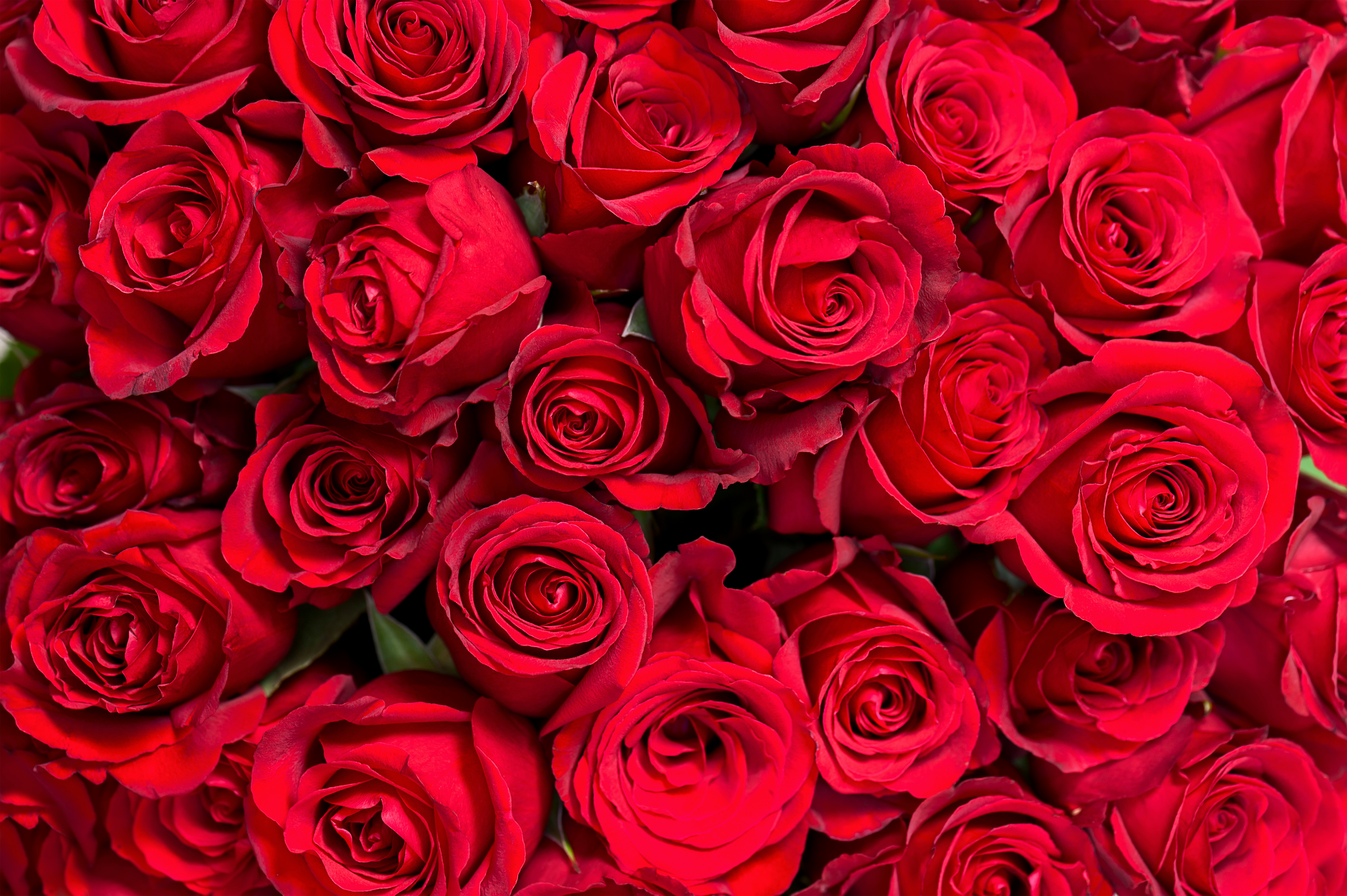 Red Roses Red Background Gallery Yopriceville High Quality