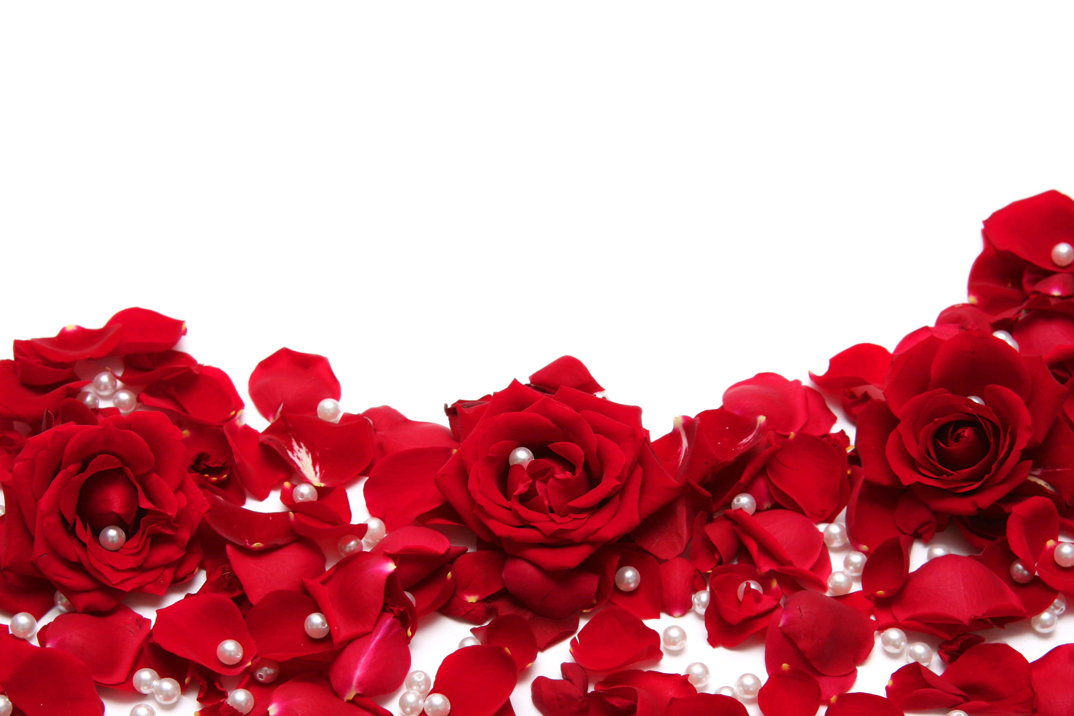 red and white rose images