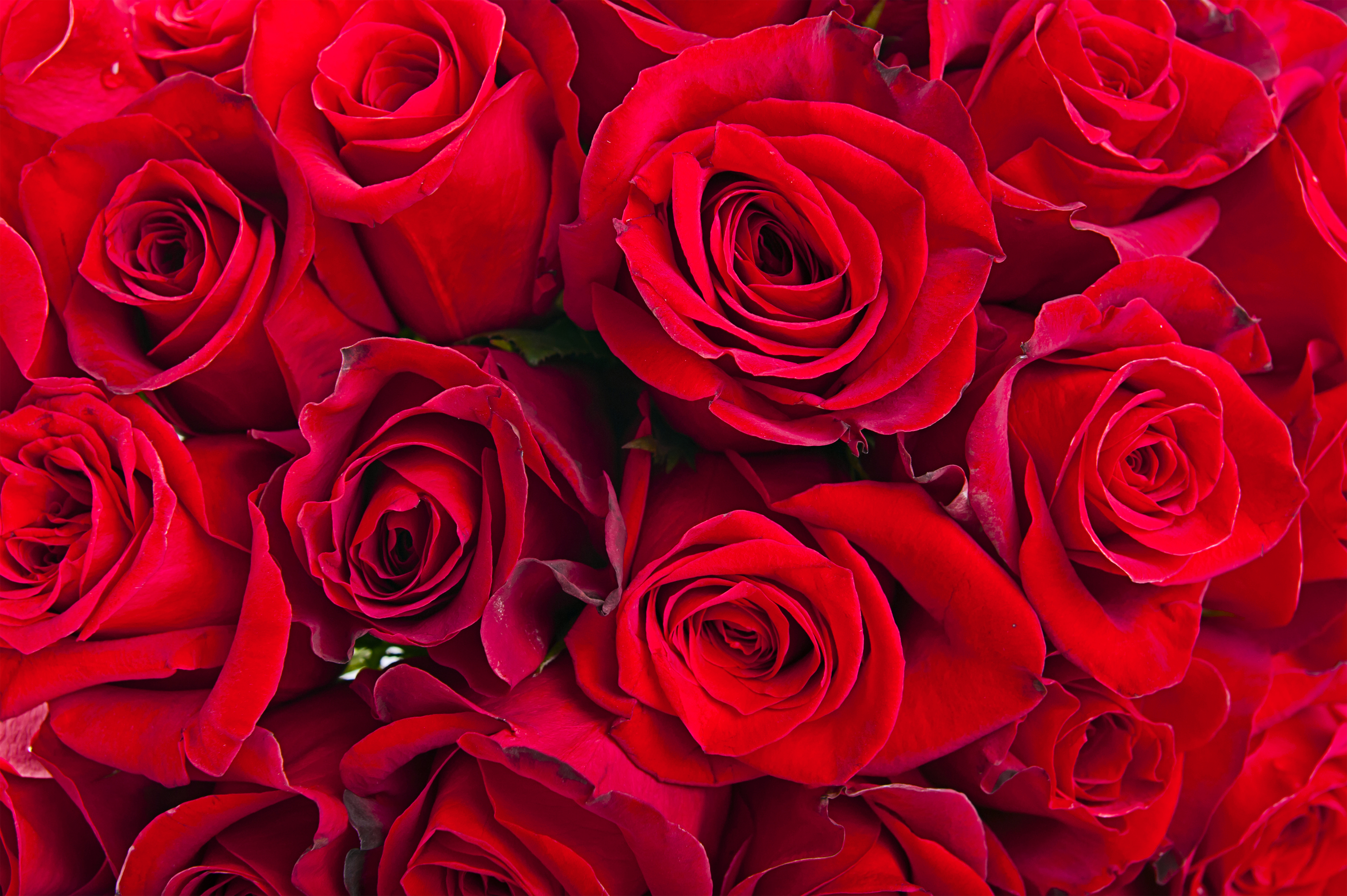 Hầu hết mọi người đều yêu thích hoa hồng, và đây là sự tuyệt vời cho phép bạn khám phá những hình nền hoa hồng đẹp mắt và phù hợp với nhiều phong cách thiết kế khác nhau. Cùng khám phá ngay để trang trí cho tác phẩm của bạn thêm phần hoàn hảo và nổi bật hơn.