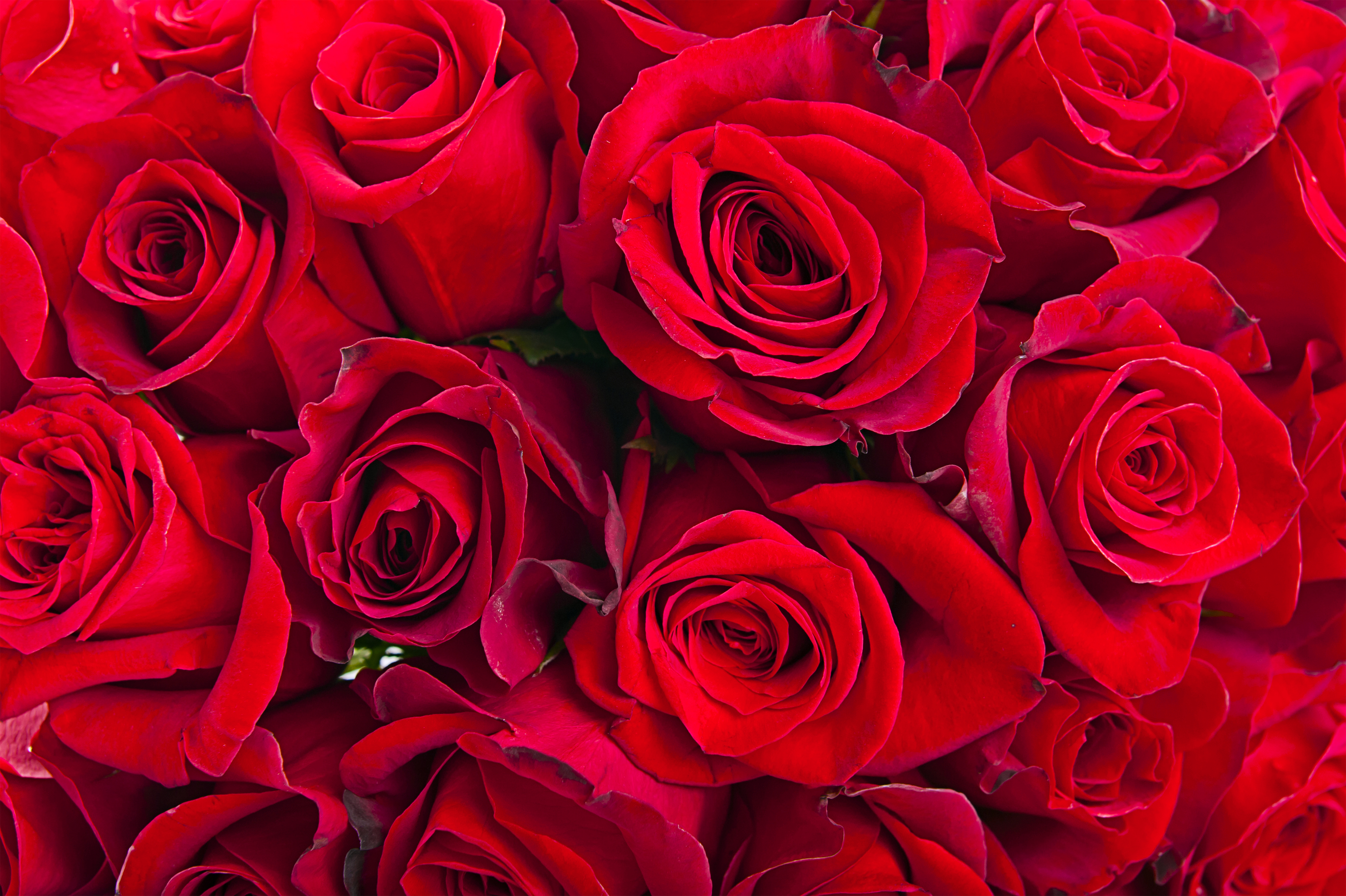 rose backgrounds