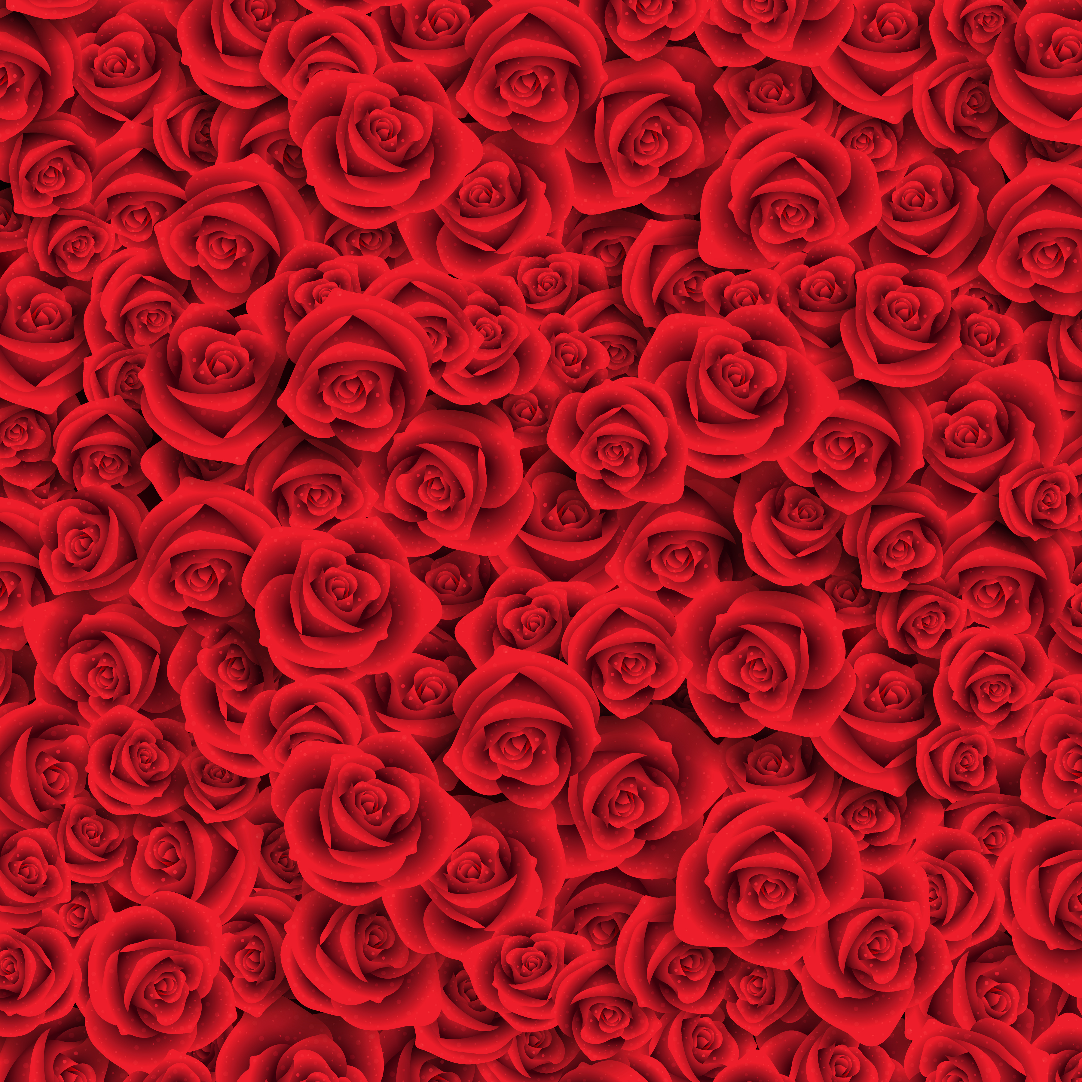 red rose background