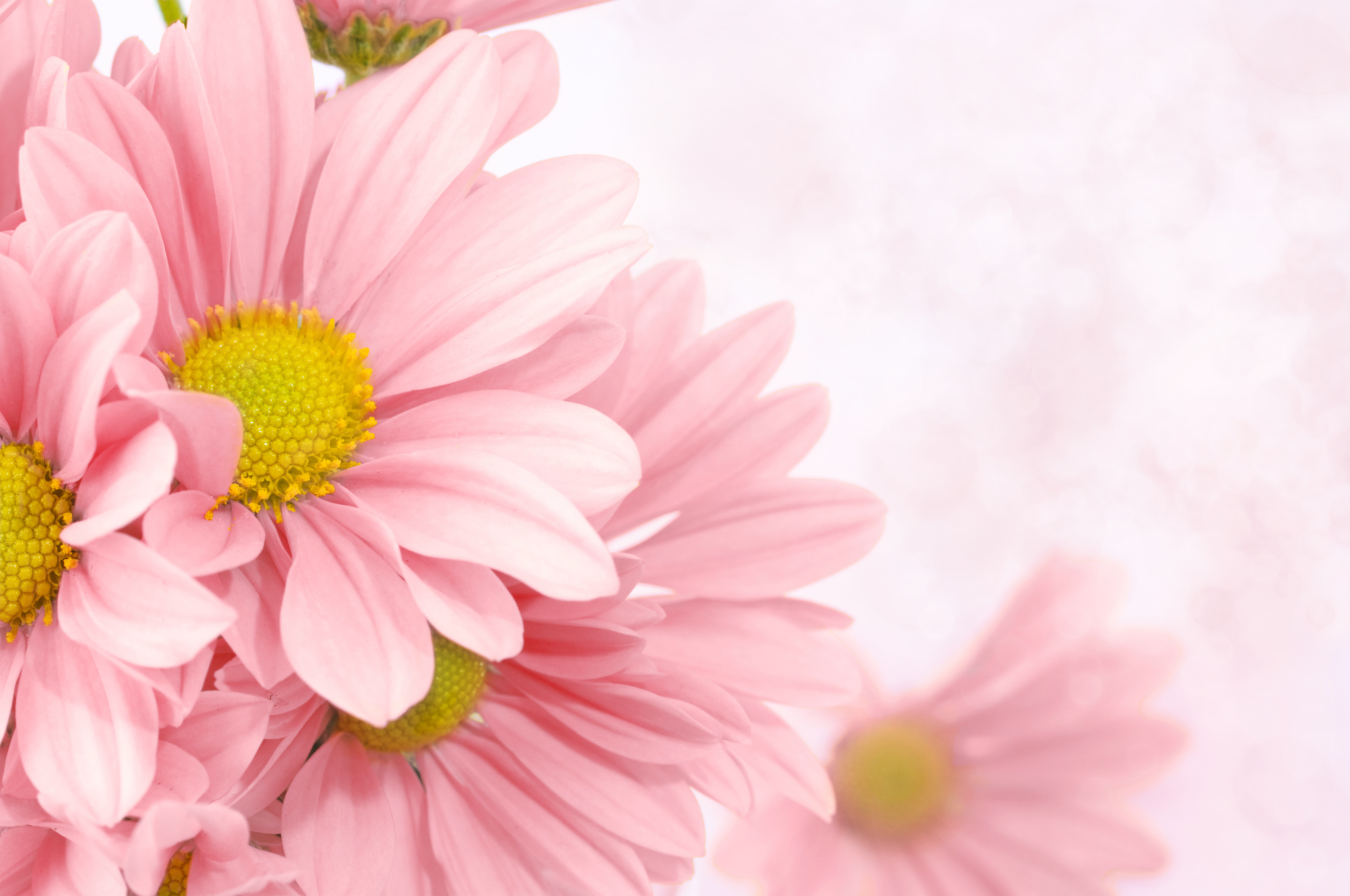 Soft Pink Floral Background​  Gallery Yopriceville - High-Quality