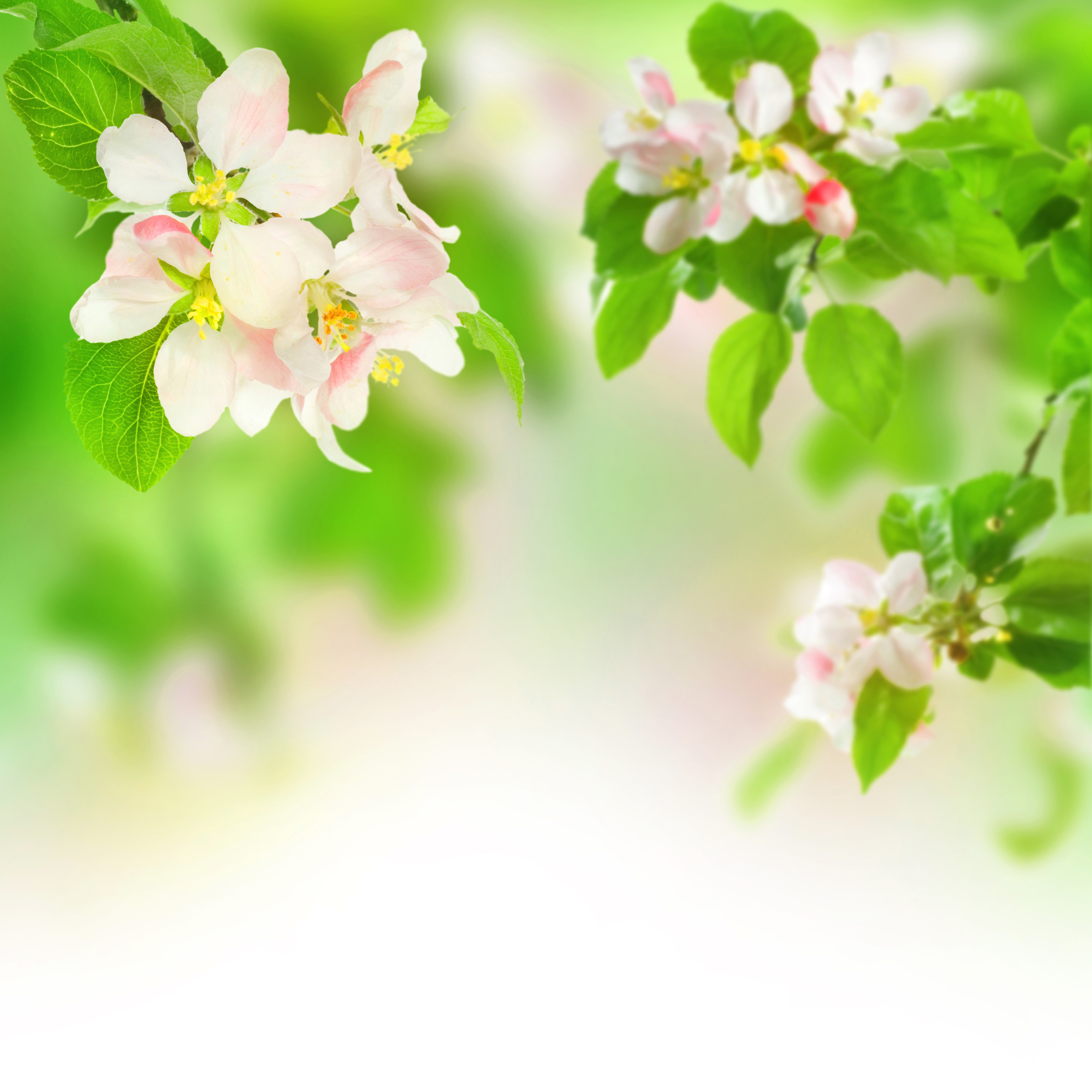 spring background clipart