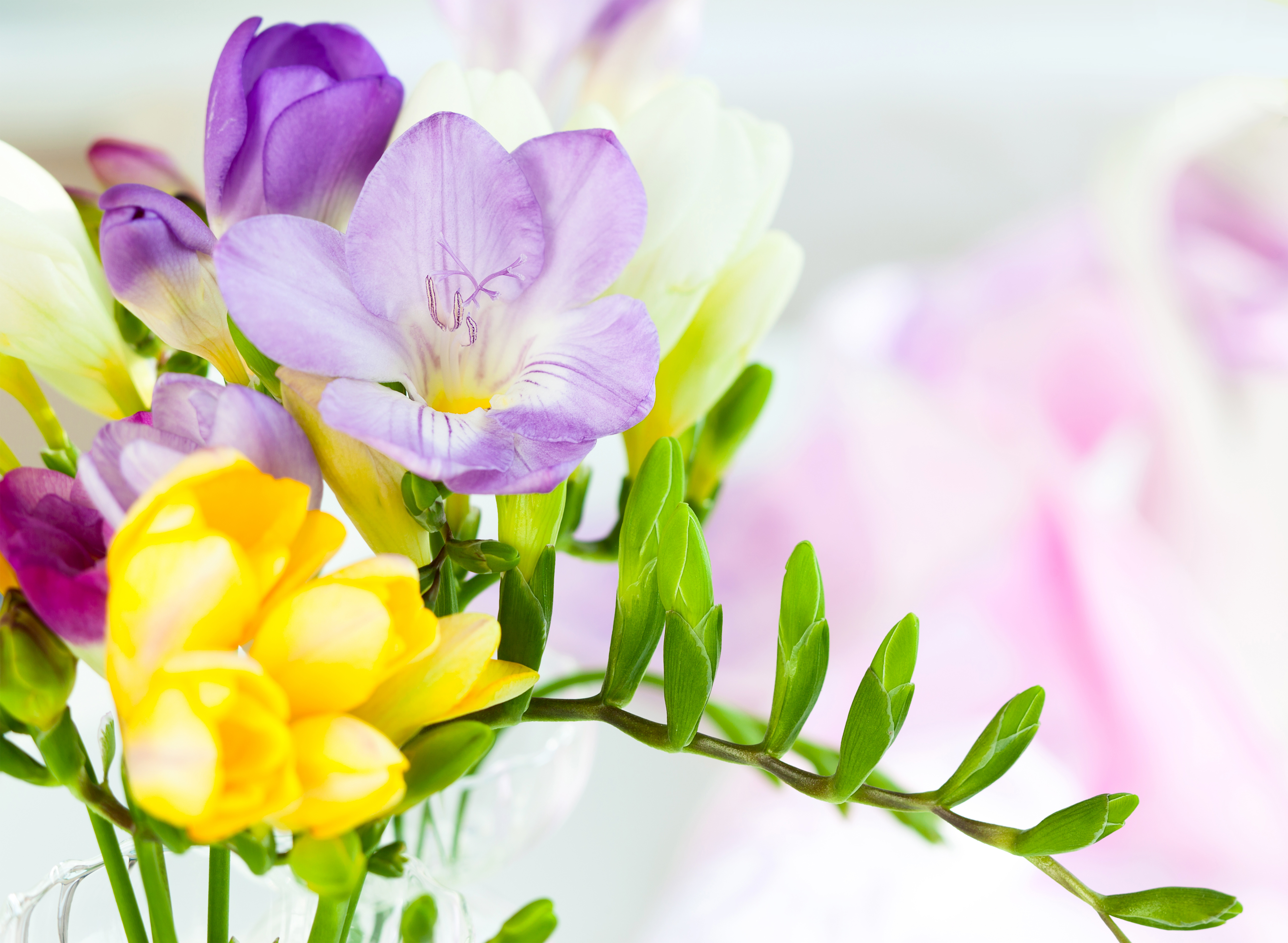 Spring Flowers Background | Gallery Yopriceville - High-Quality Images