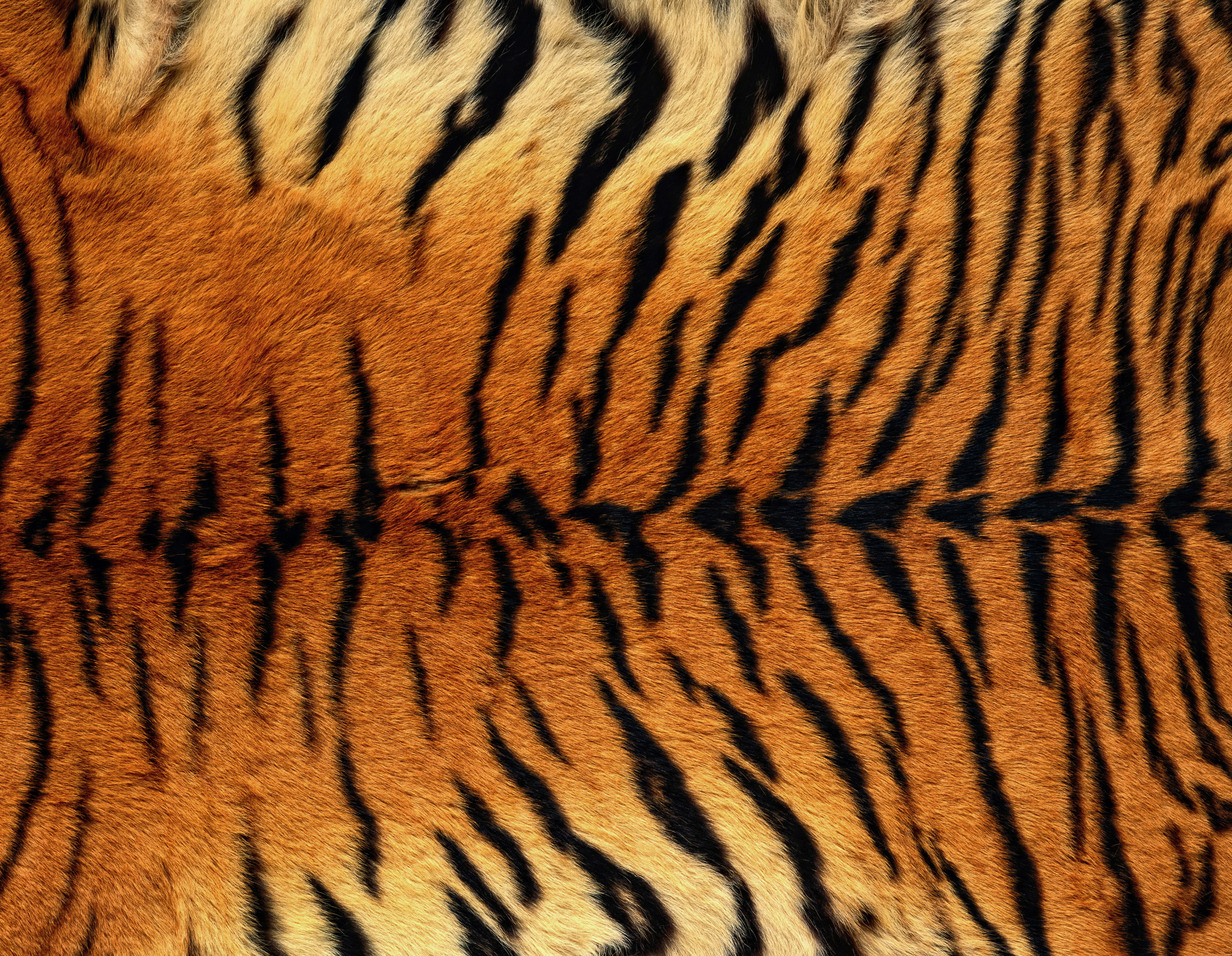 Tiger Skin Background​ | Gallery Yopriceville - High-Quality Free Images  and Transparent PNG Clipart