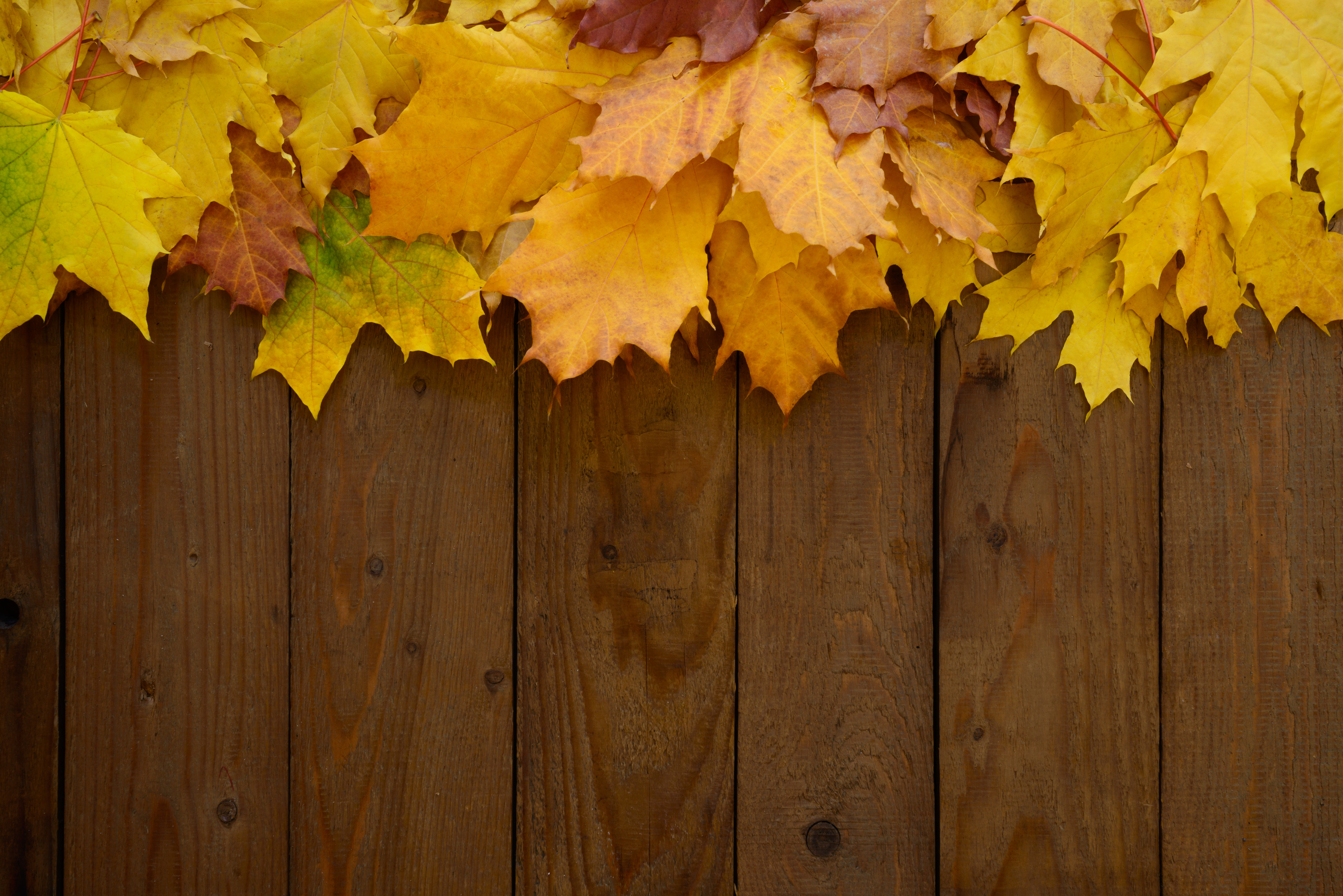Wooden Background with Autumn Leaves​ | Gallery Yopriceville