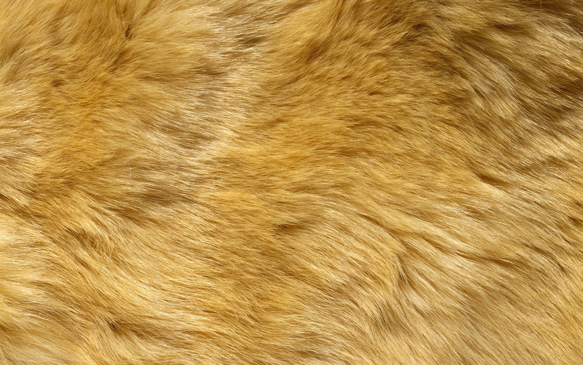 Yellow Fur Background​ | Gallery Yopriceville - High-Quality Free Images  and Transparent PNG Clipart