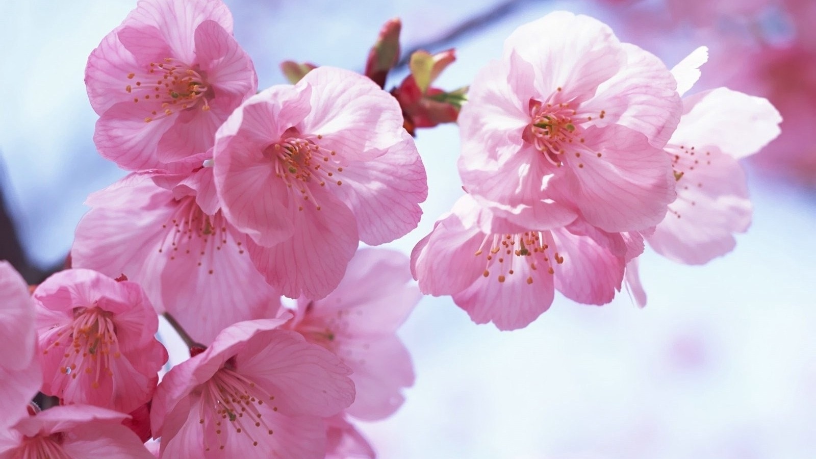 purple and pink spring flowers