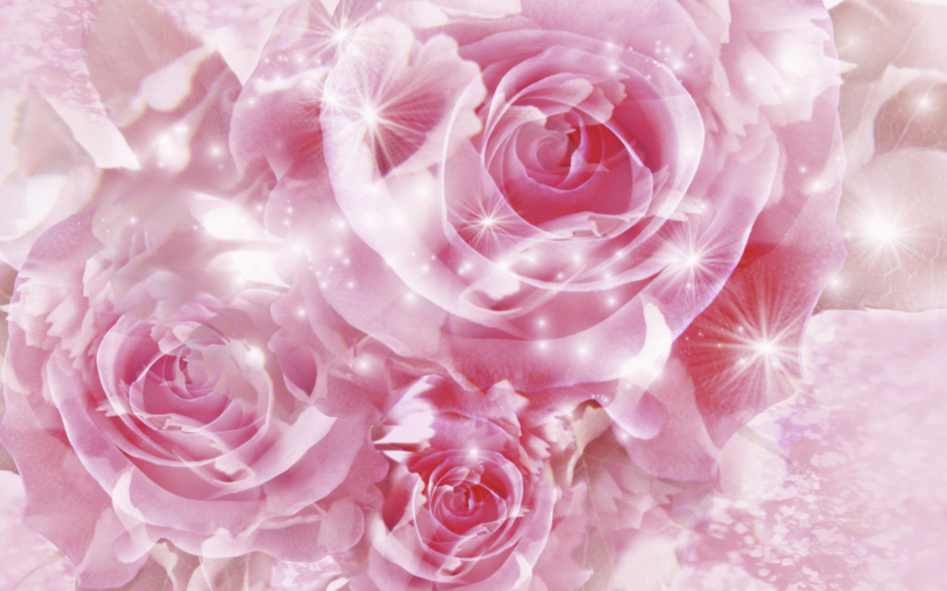 Beautiful Pink Roses Wallpapers on WallpaperDog