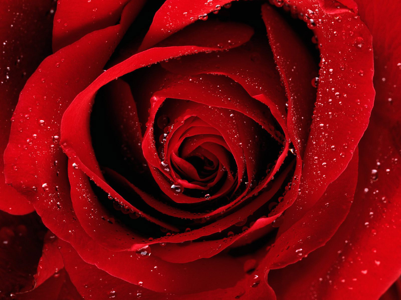 Red-Rose​ | Gallery Yopriceville - High-Quality Free Images and