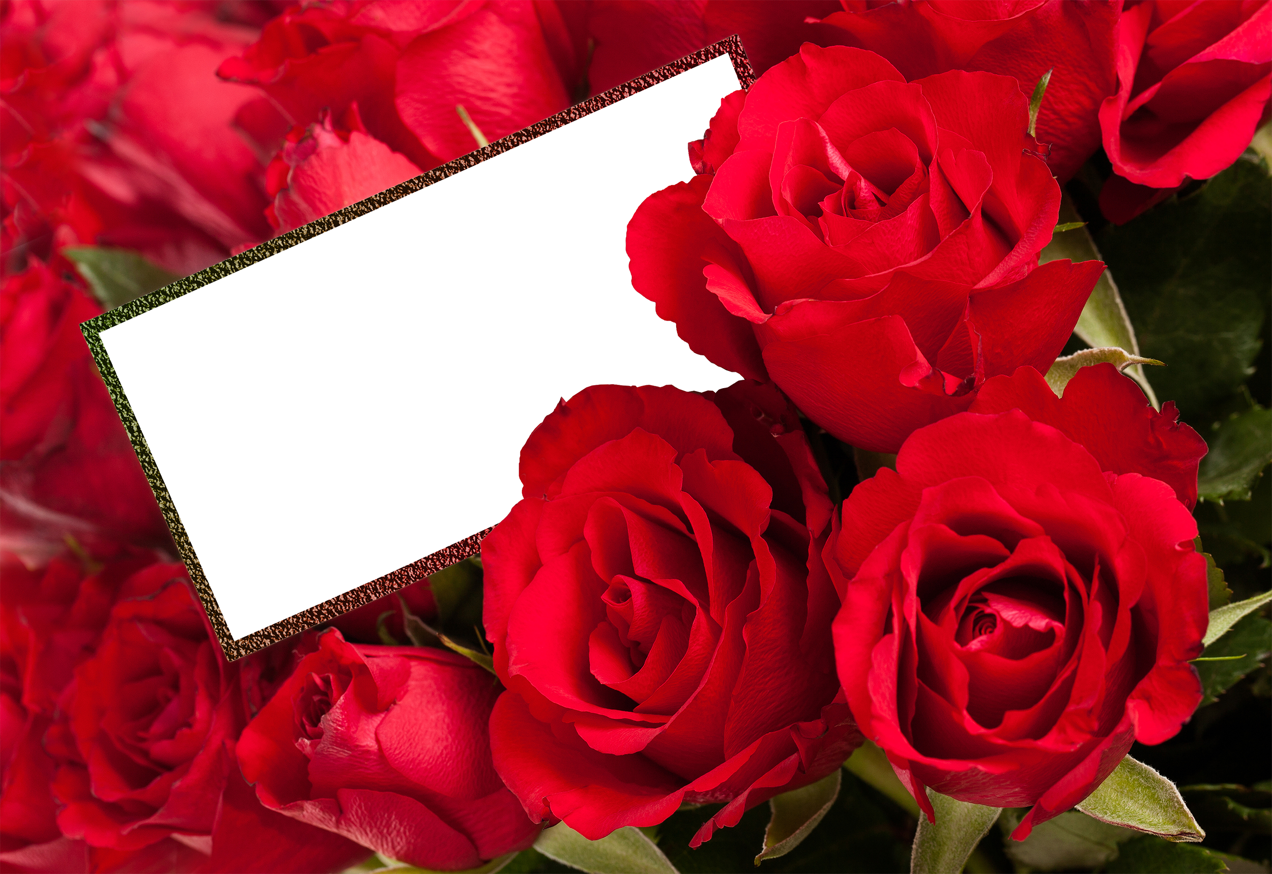 Red Roses Transparent Rose PNG Frame | Gallery Yopriceville - High