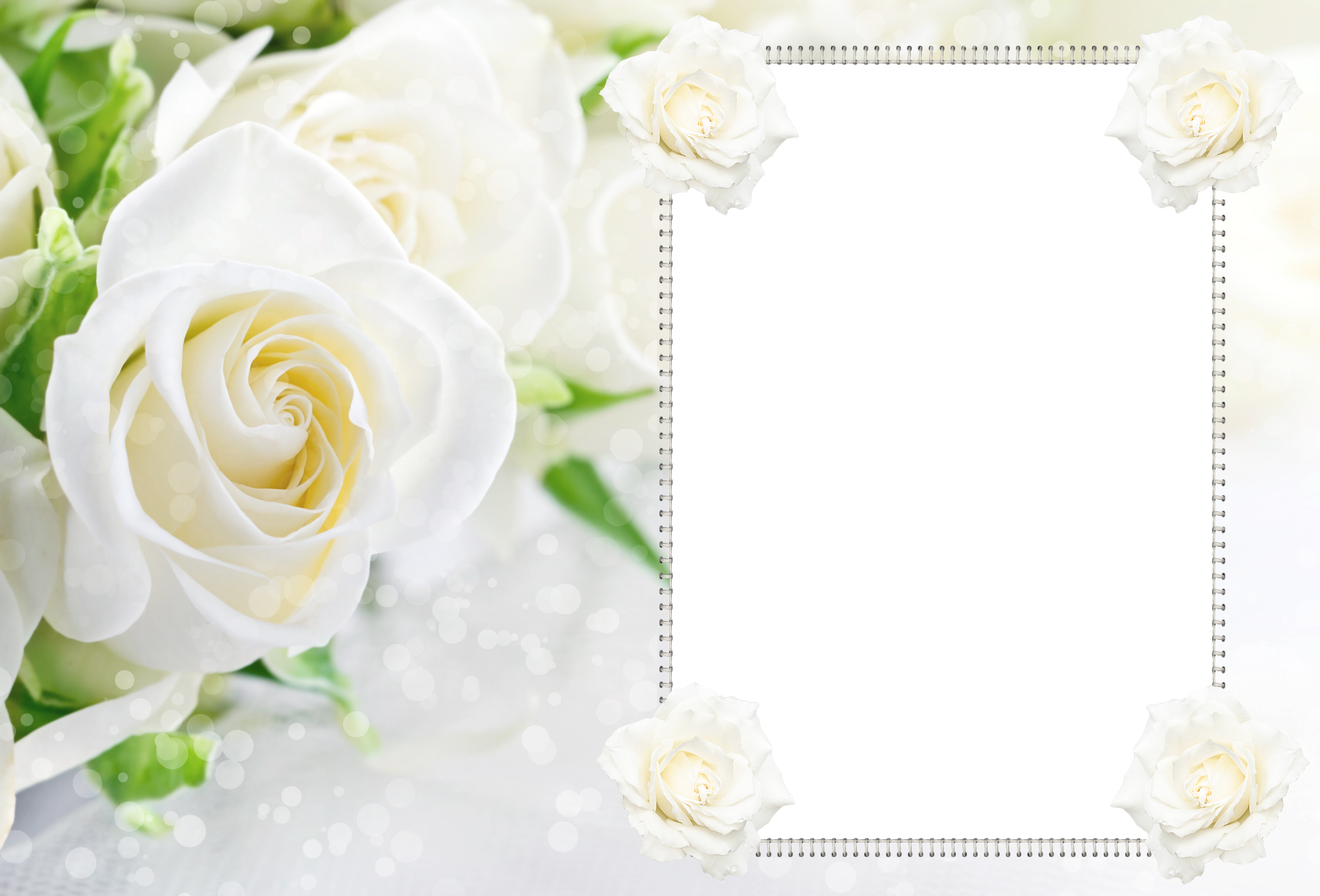 white roses background frame