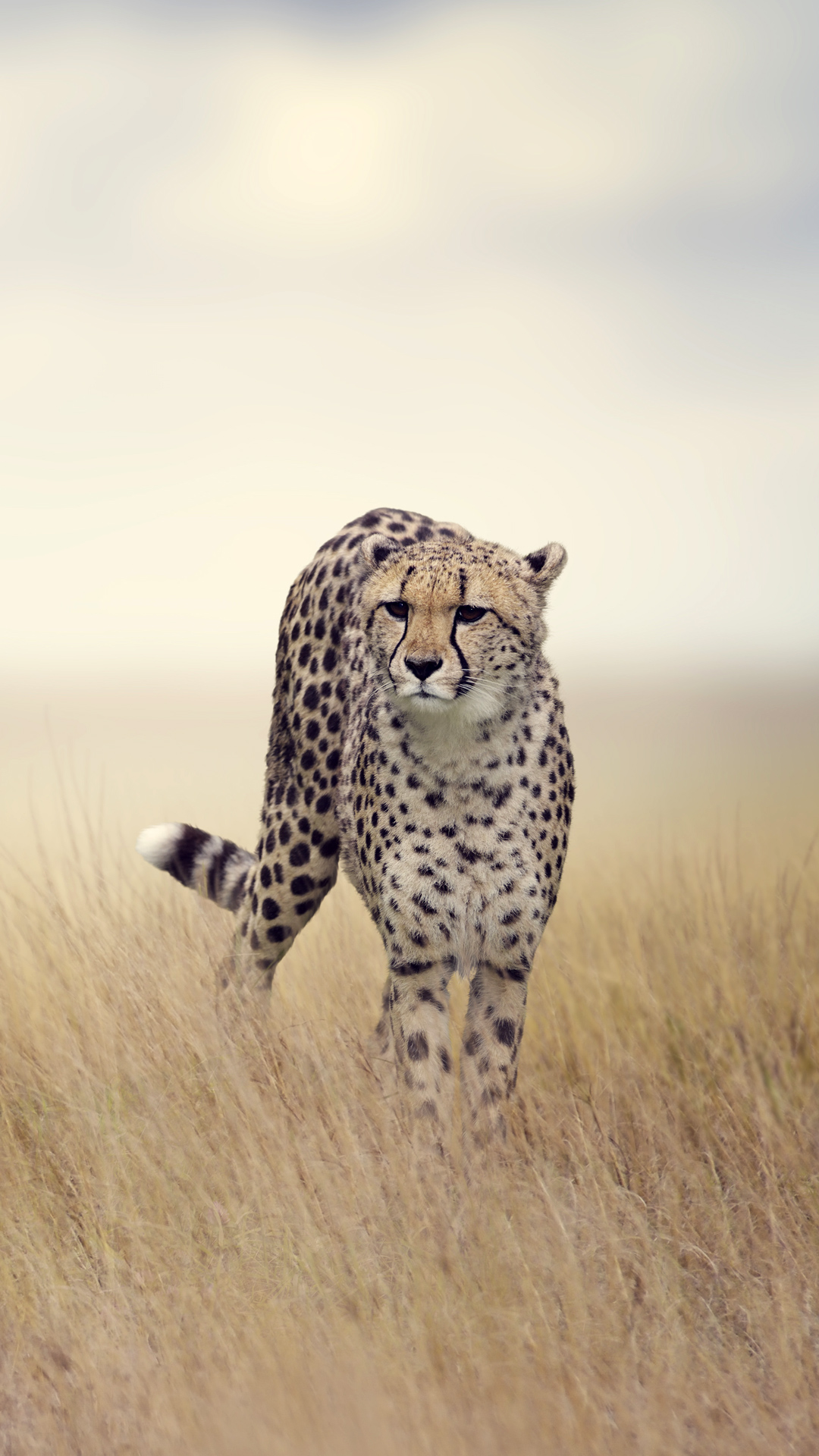1125x2436 Cheetah Running 4k Iphone XSIphone 10Iphone X HD 4k Wallpapers  Images Backgrounds Photos and Pictures