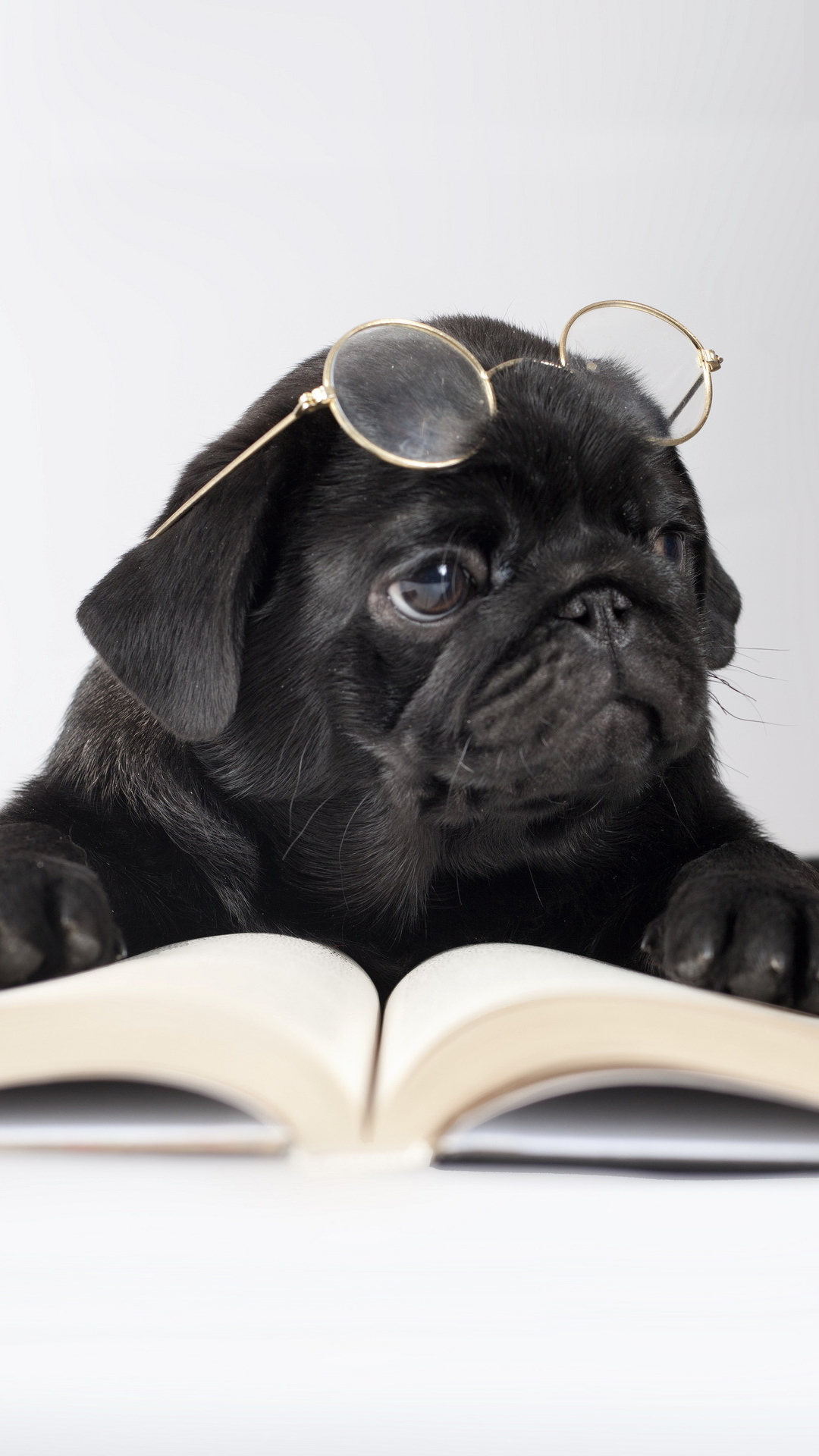 Bạn đang tìm kiếm một bức ảnh chó dễ thương để làm hình nền cho điện thoại iPhone của mình? Cuốn sách, kính cận và chú chó yêu quý sẽ khiến bạn không thể rời mắt khỏi màn hình điện thoại.