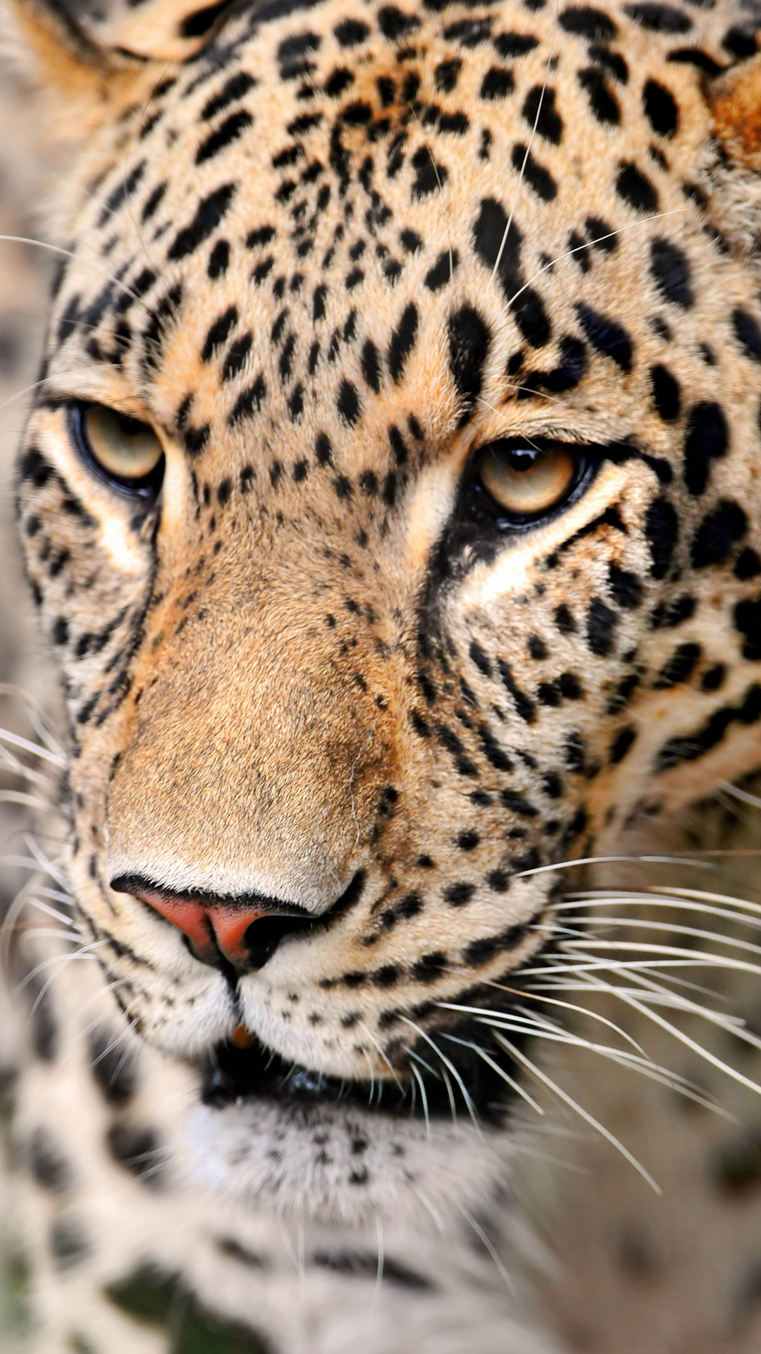 Leopard fACE iPhone 6S Plus Wallpaper | Gallery Yopriceville - High-Quality Free Images and Transparent PNG Clipart Leopard fACE iPhone 6S Plus Wallpaper | Gallery Yopriceville - High-Quality Free Images and Transparent PNG Clipart