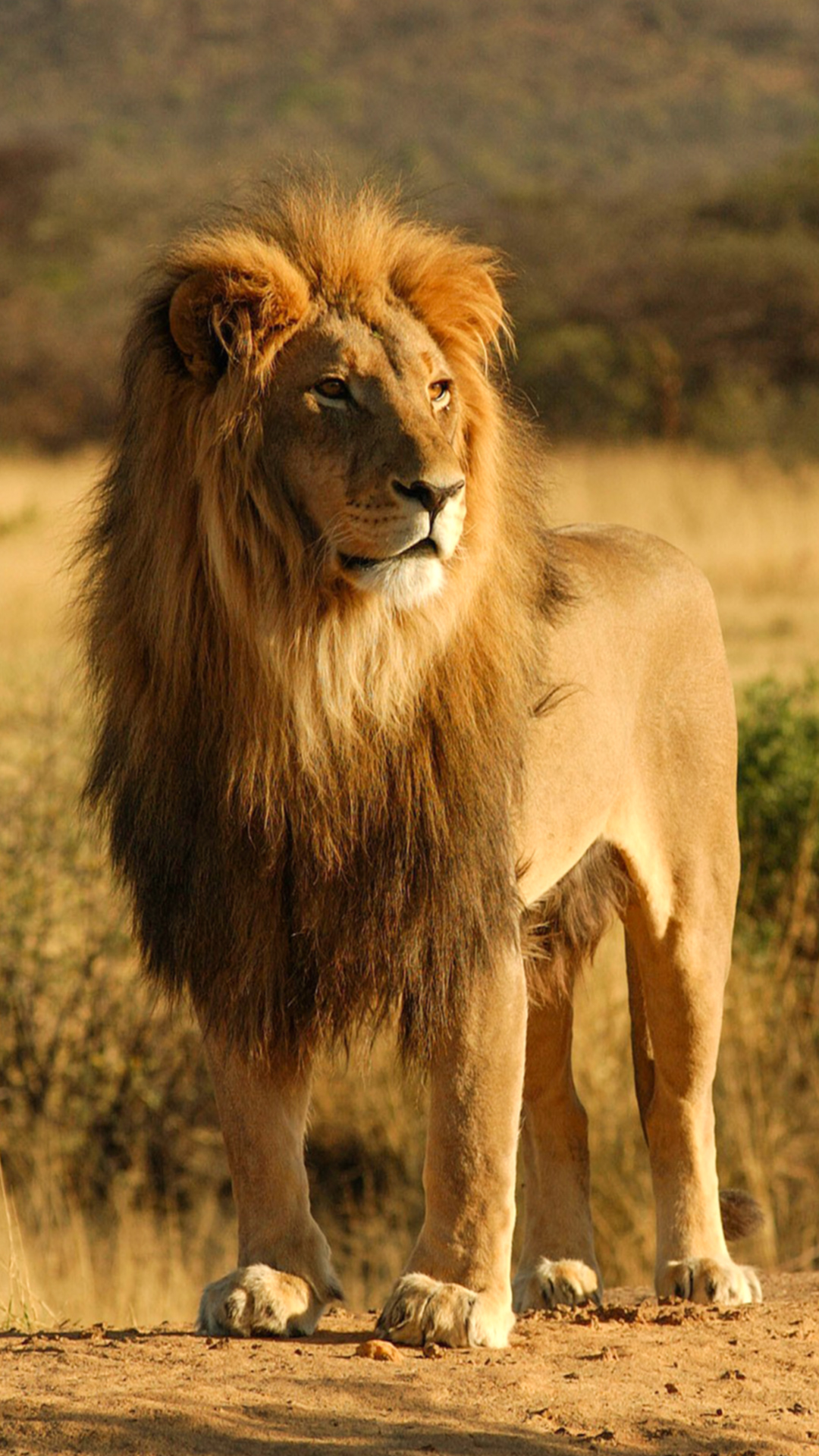 Lion Iphone 7 Plus Wallpaper Gallery Yopriceville High Lion Iphone 7 Plus Wallpaper Gallery Yopriceville High