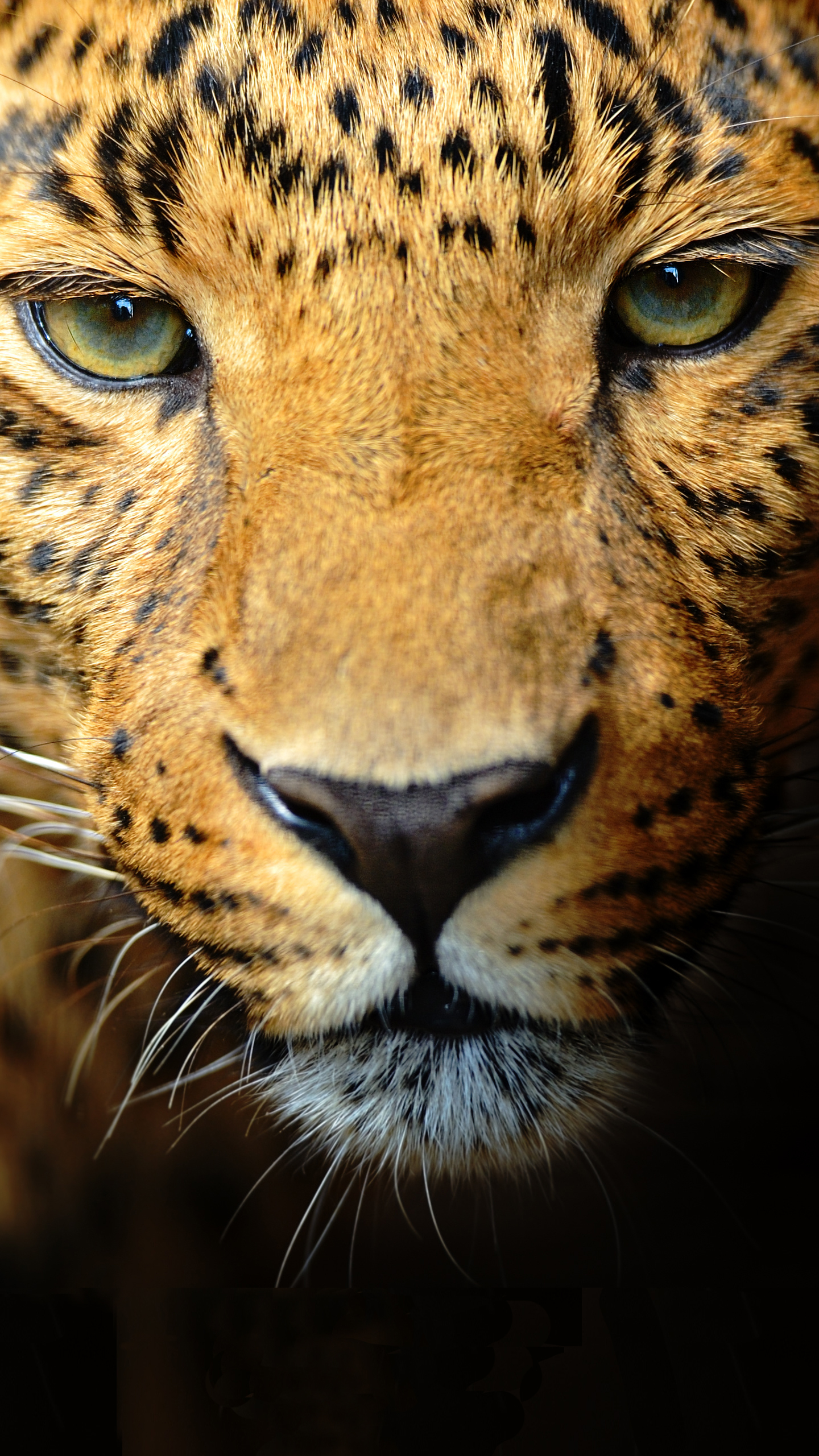 Samsung Galaxy S7 Leopard Face Wallpaper Gallery Yopriceville