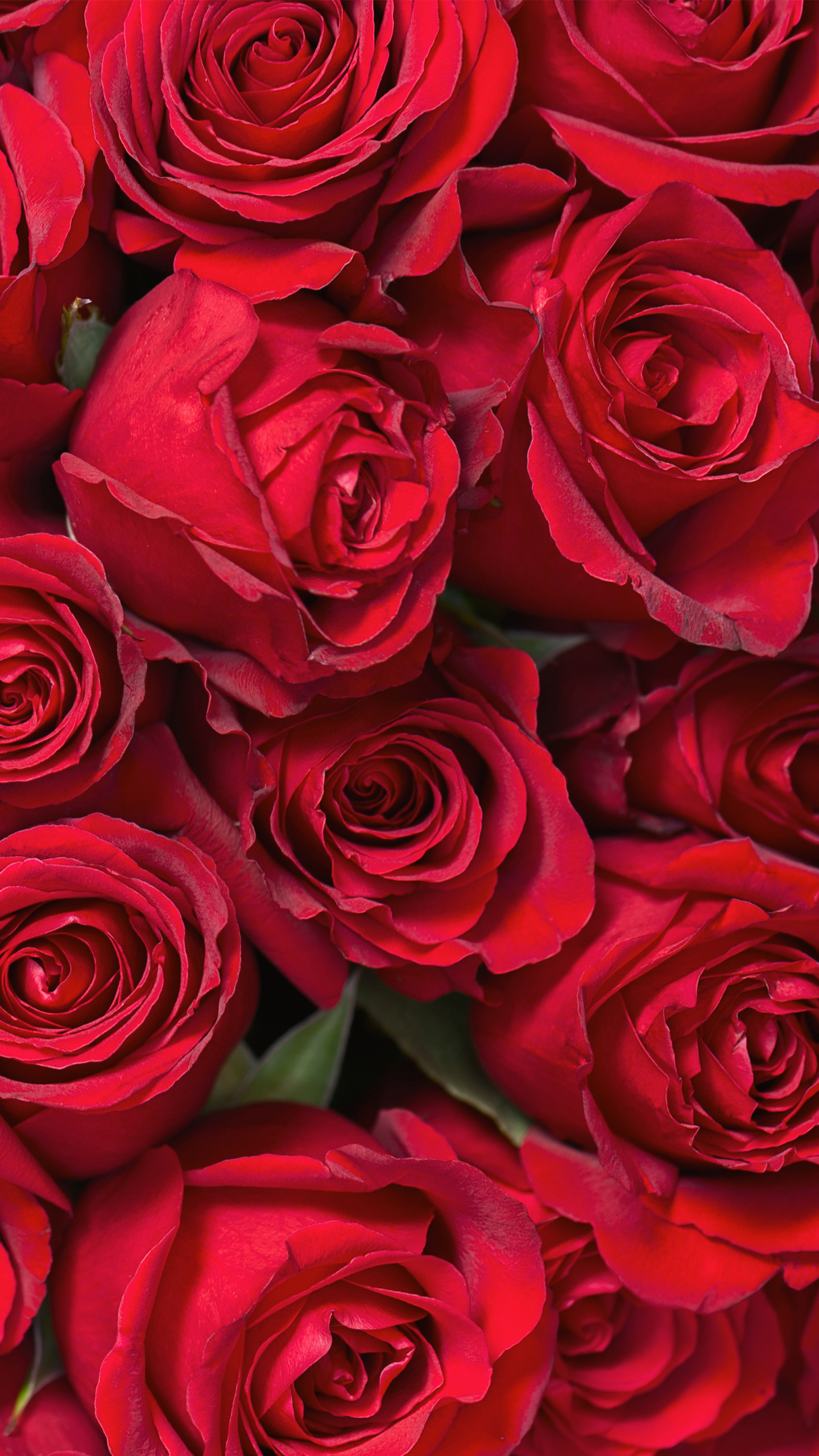 Samsung Galaxy S7 Roses Wallpaper | Gallery Yopriceville - High-Quality Free Images and Transparent PNG Clipart Samsung Galaxy S7 Roses Wallpaper | Gallery Yopriceville - High-Quality Free Images and Transparent PNG Clipart