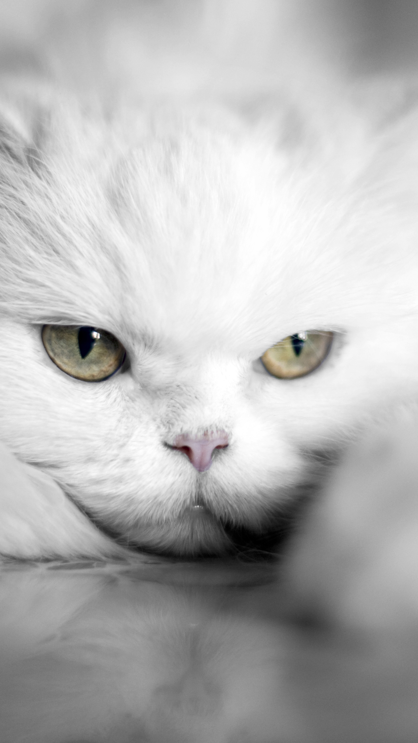 Samsung Galaxy S7 White Cat Wallpaper Gallery Yopriceville High Quality Images And Transparent Png Free Clipart