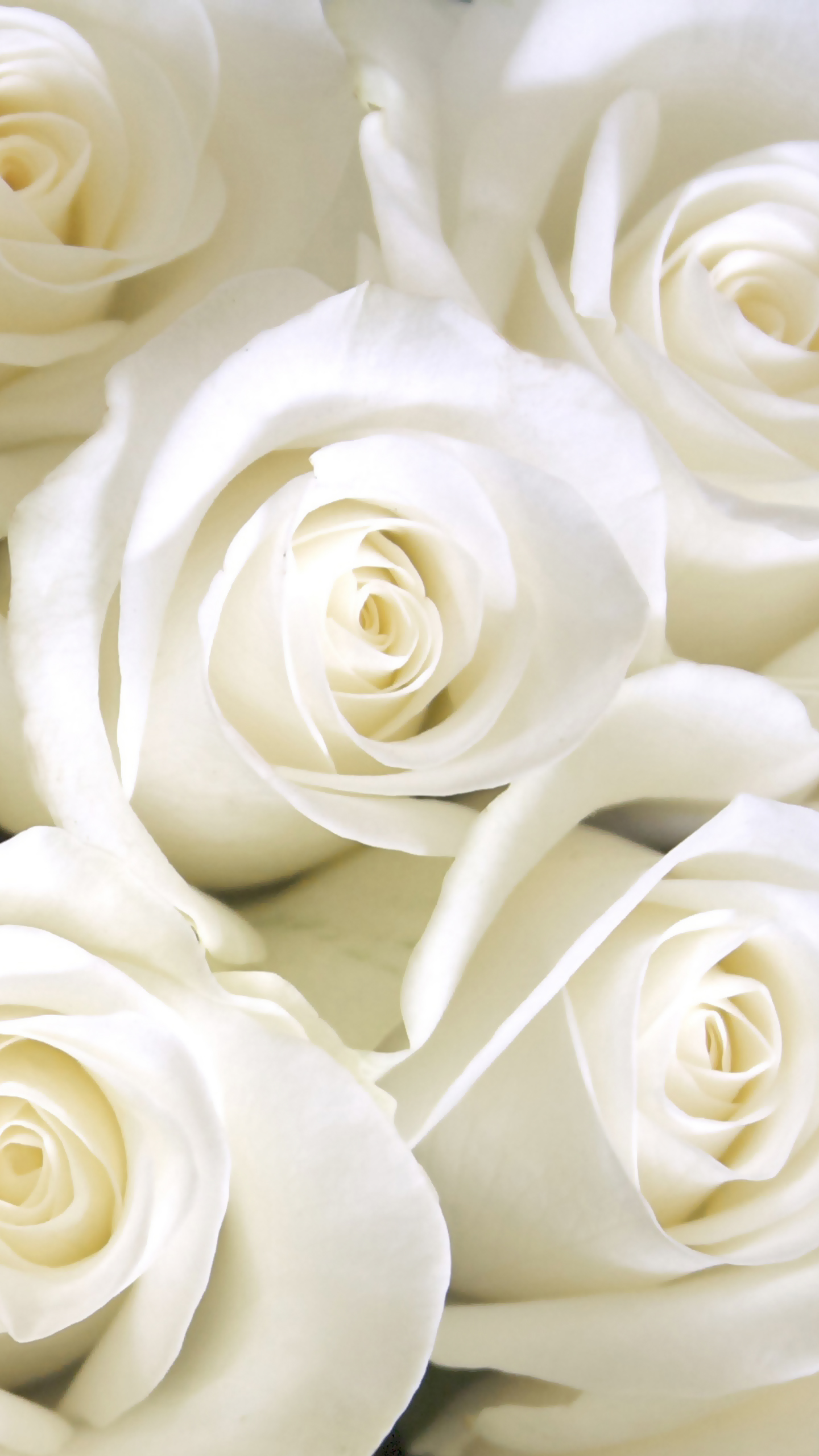 Samsung Galaxy S7 White Roses Wallpaper Gallery Yopriceville High Quality Images And Transparent Png Free Clipart