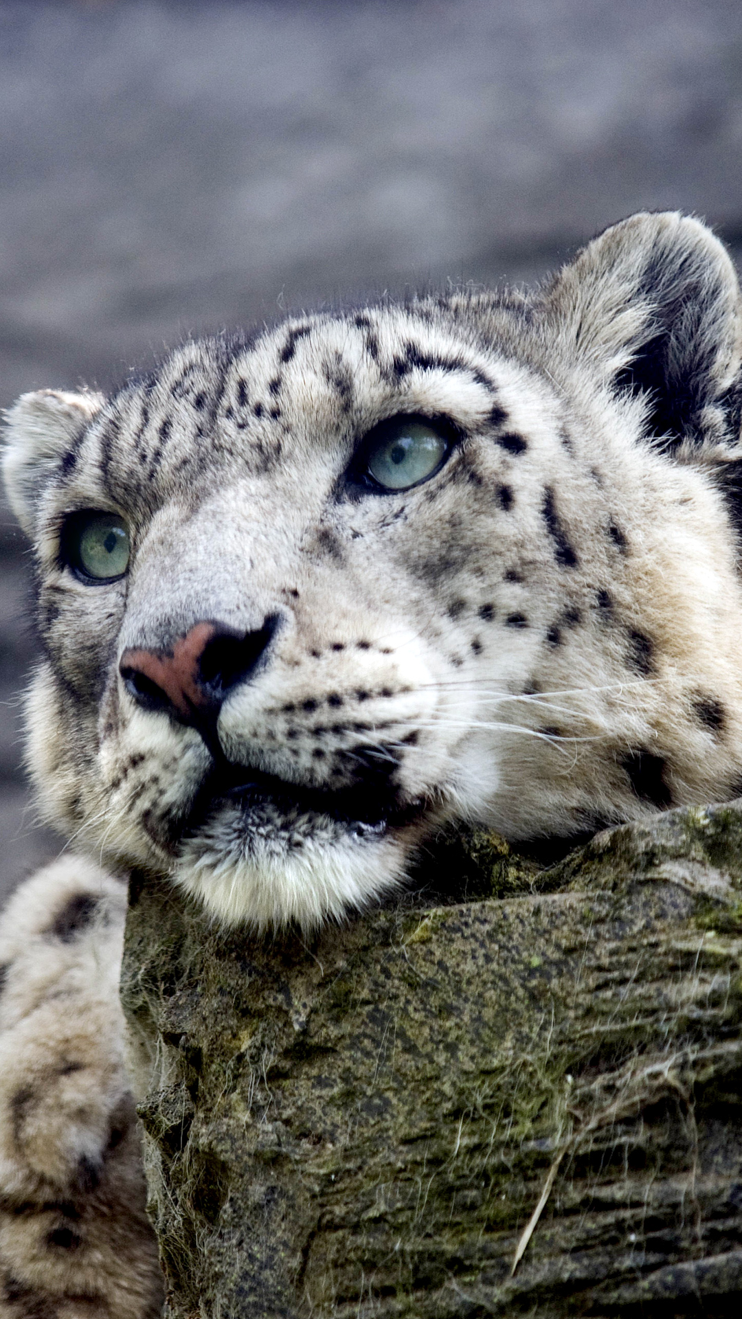 snow leopard iphone wallpaper