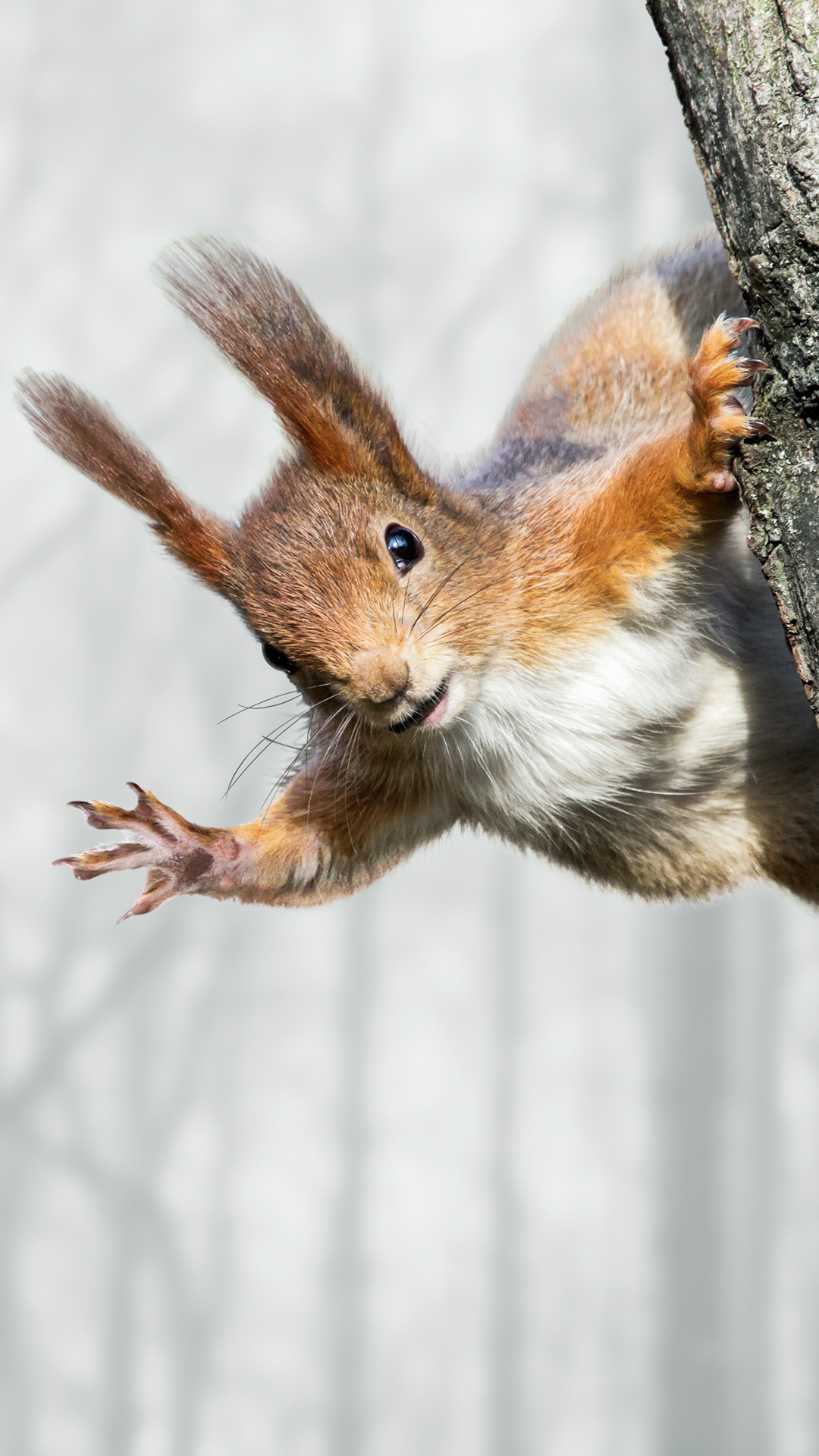 CUTE SQUIRREL WALLPAPER ( Desktop Background