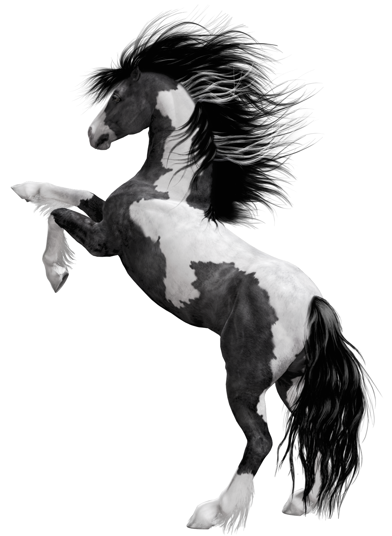 Horse Png Black And White Here You Can Find The Best White Horse