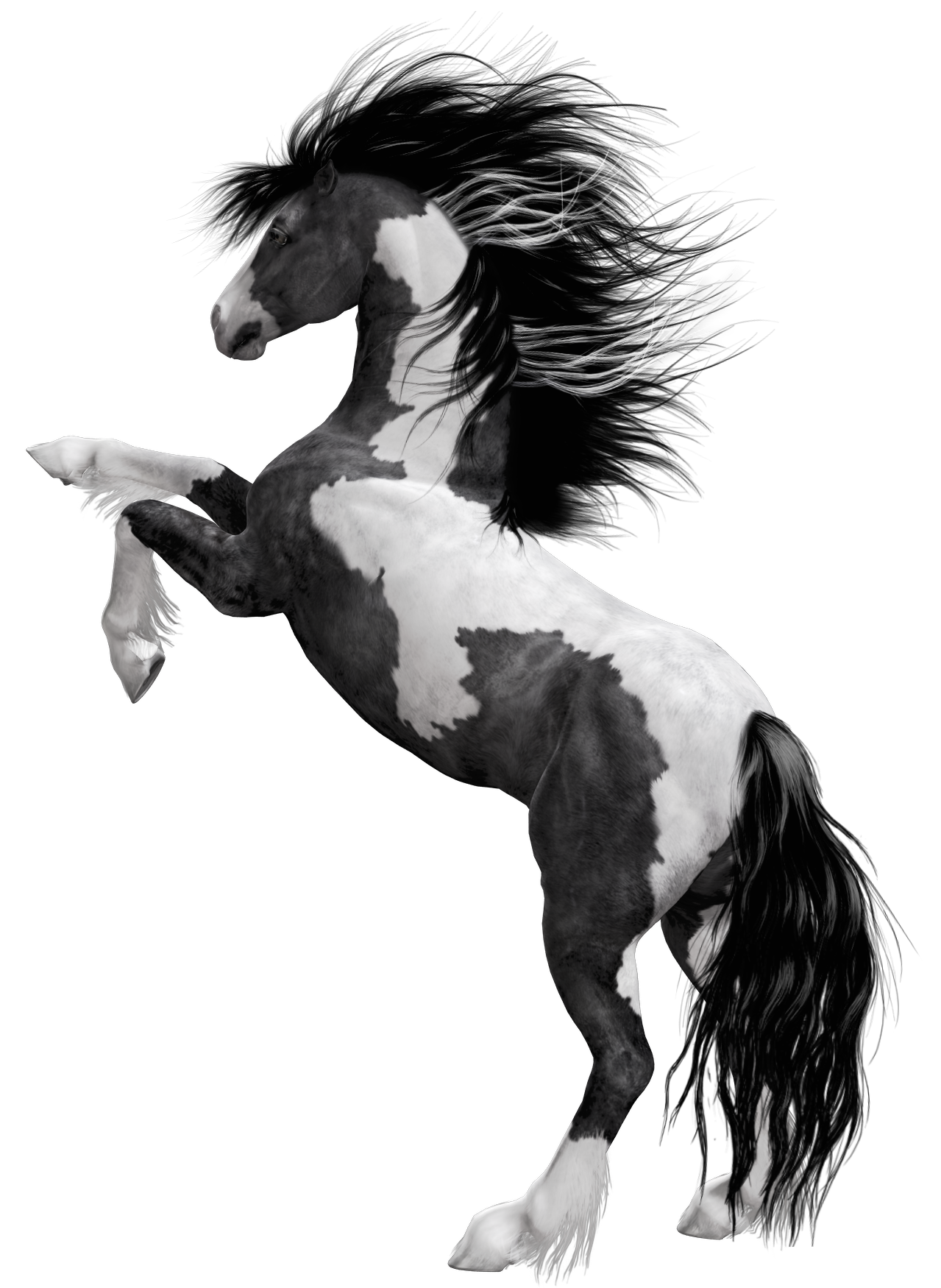 black and white horse drawings