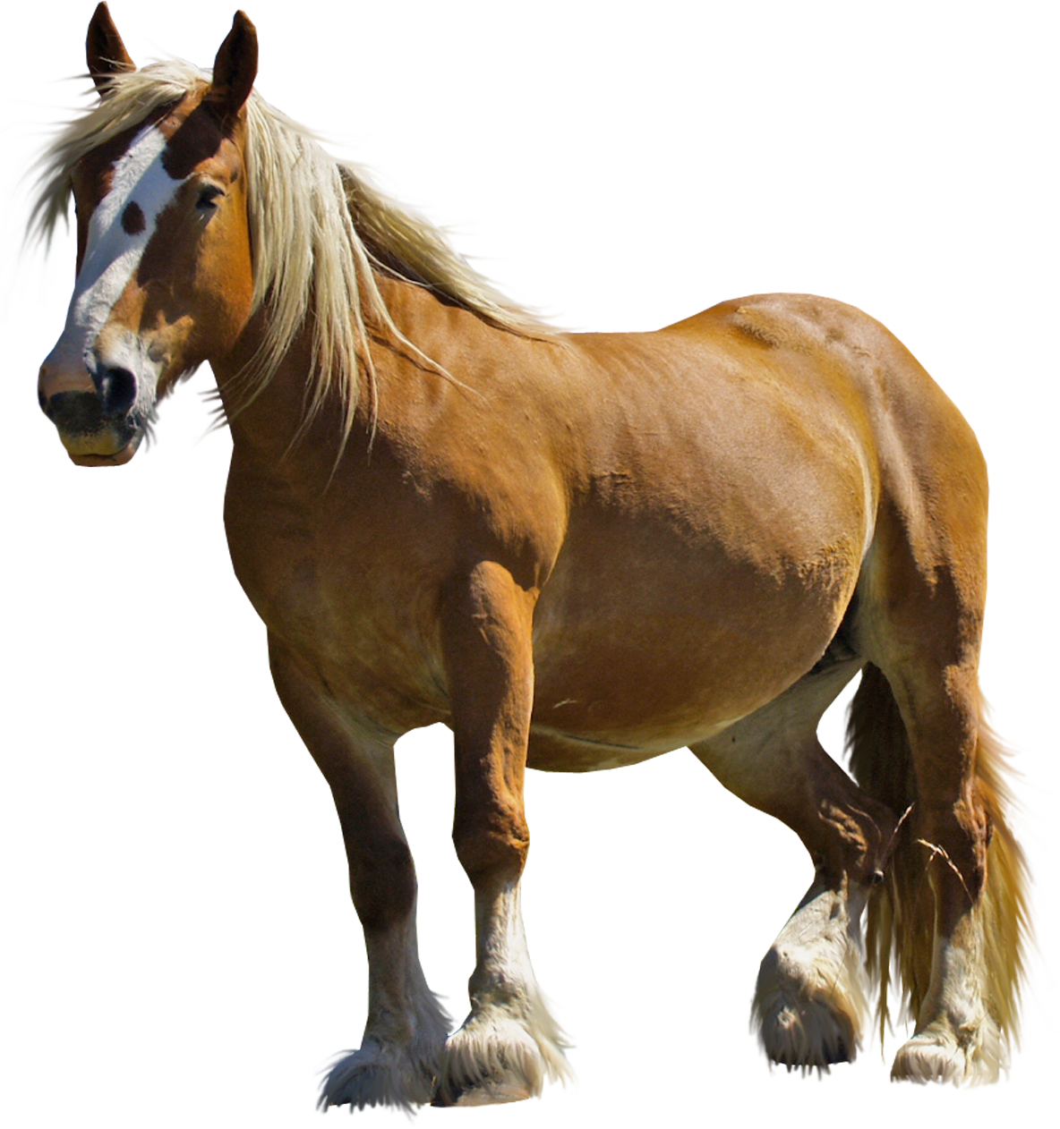 horse graphics clip art