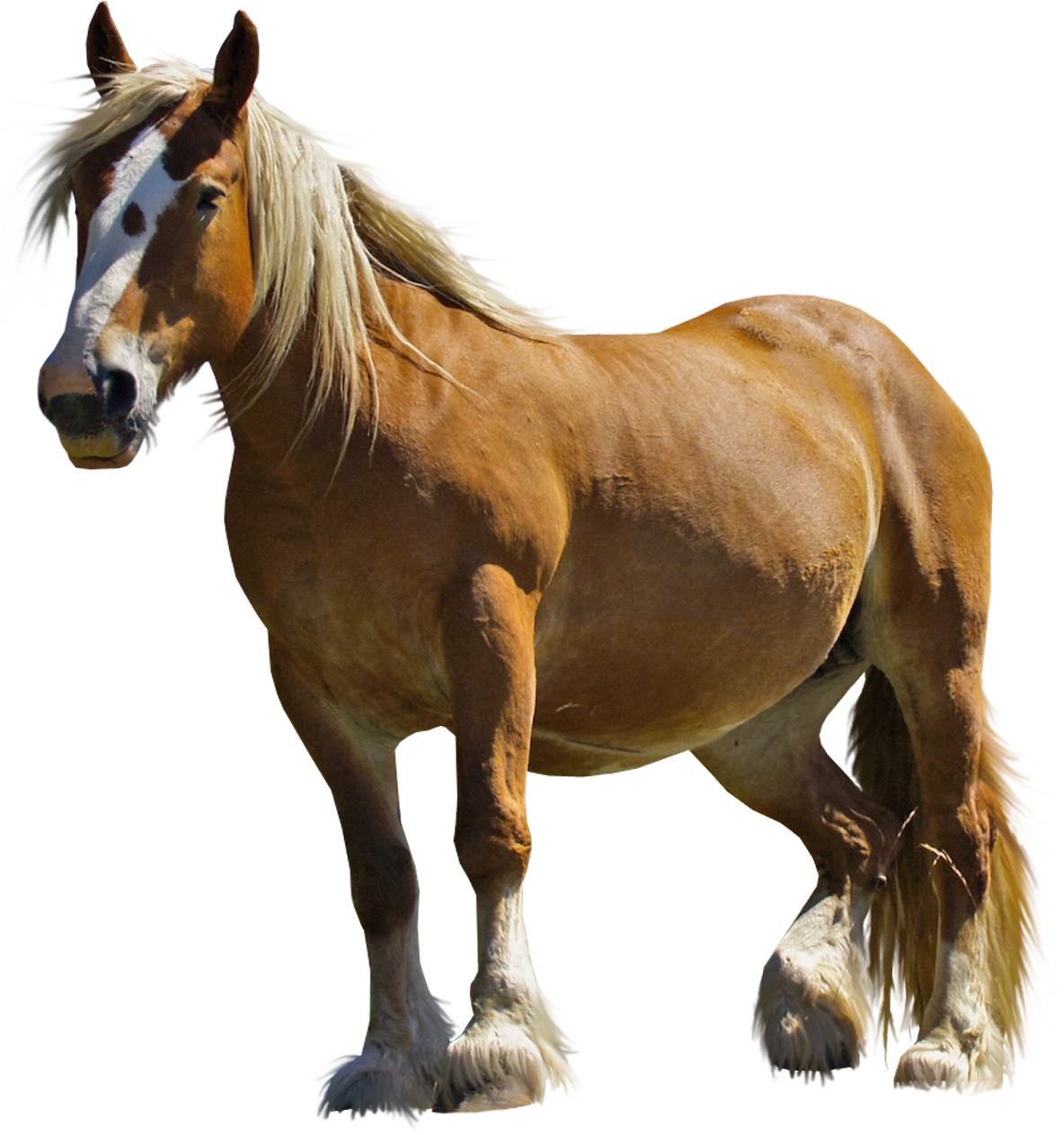 Brown horse, brown, steed, animal png