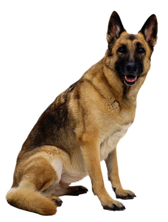 German Shepherd Clipart | Gallery Yopriceville - High-Quality Images