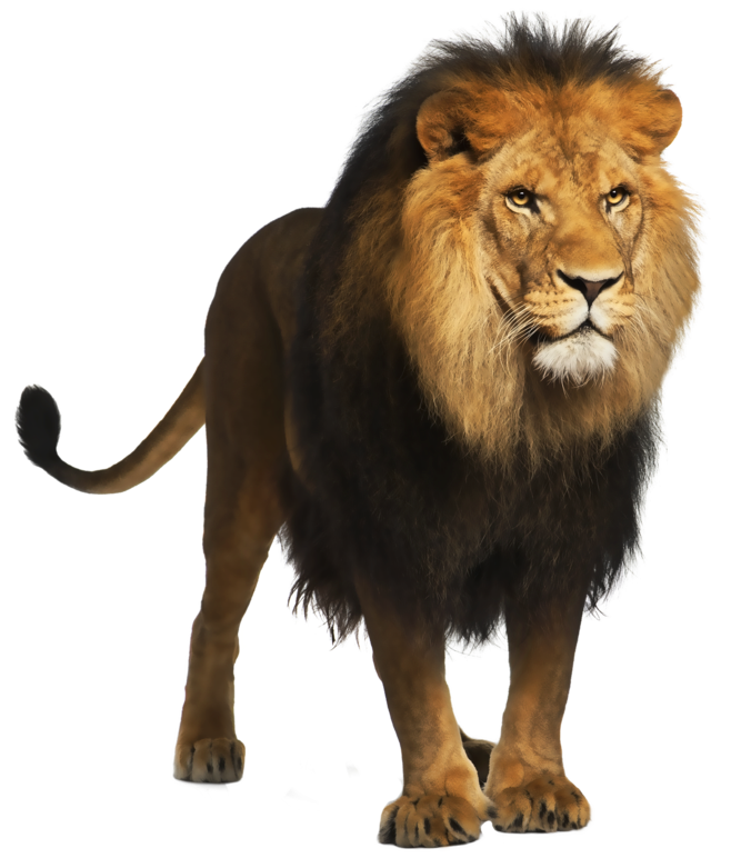 Lion PNG Picture | Gallery Yopriceville - High-Quality Free Images and ...