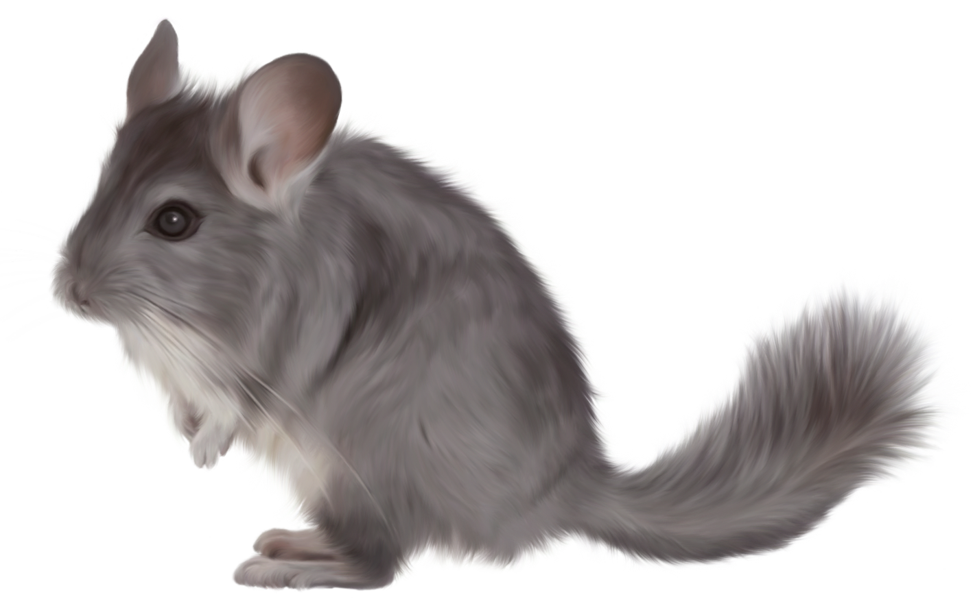 Painted Chinchilla PNG Picture Clipart | Gallery Yopriceville - High