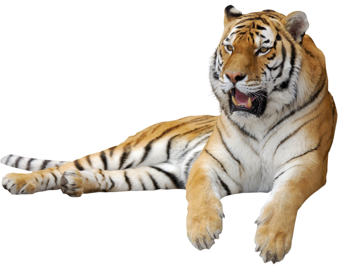 Tiger PNG Clipart Picture​ | Gallery Yopriceville - High-Quality Free  Images and Transparent PNG Clipart