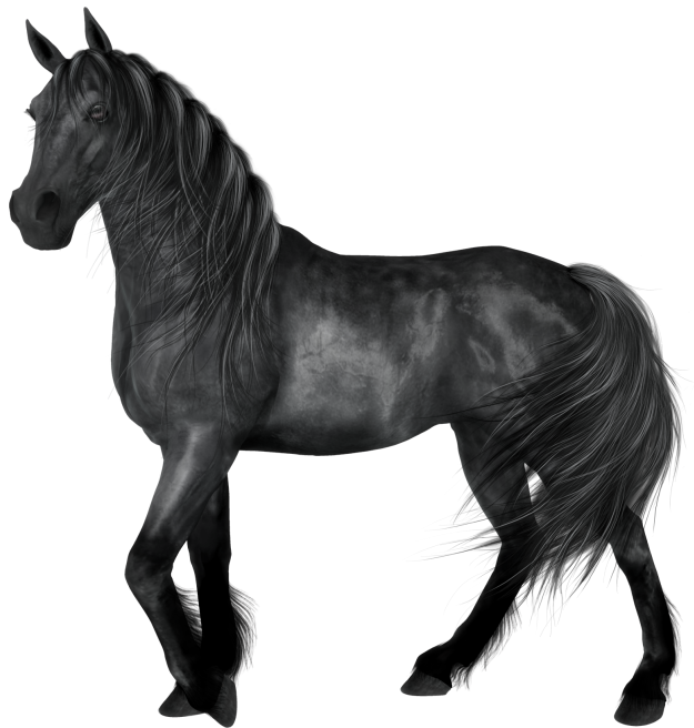 Transparent Black Horse | Gallery Yopriceville - High-Quality Images