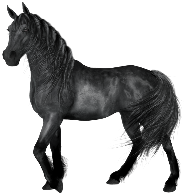 Horse, horse, horse, animals png