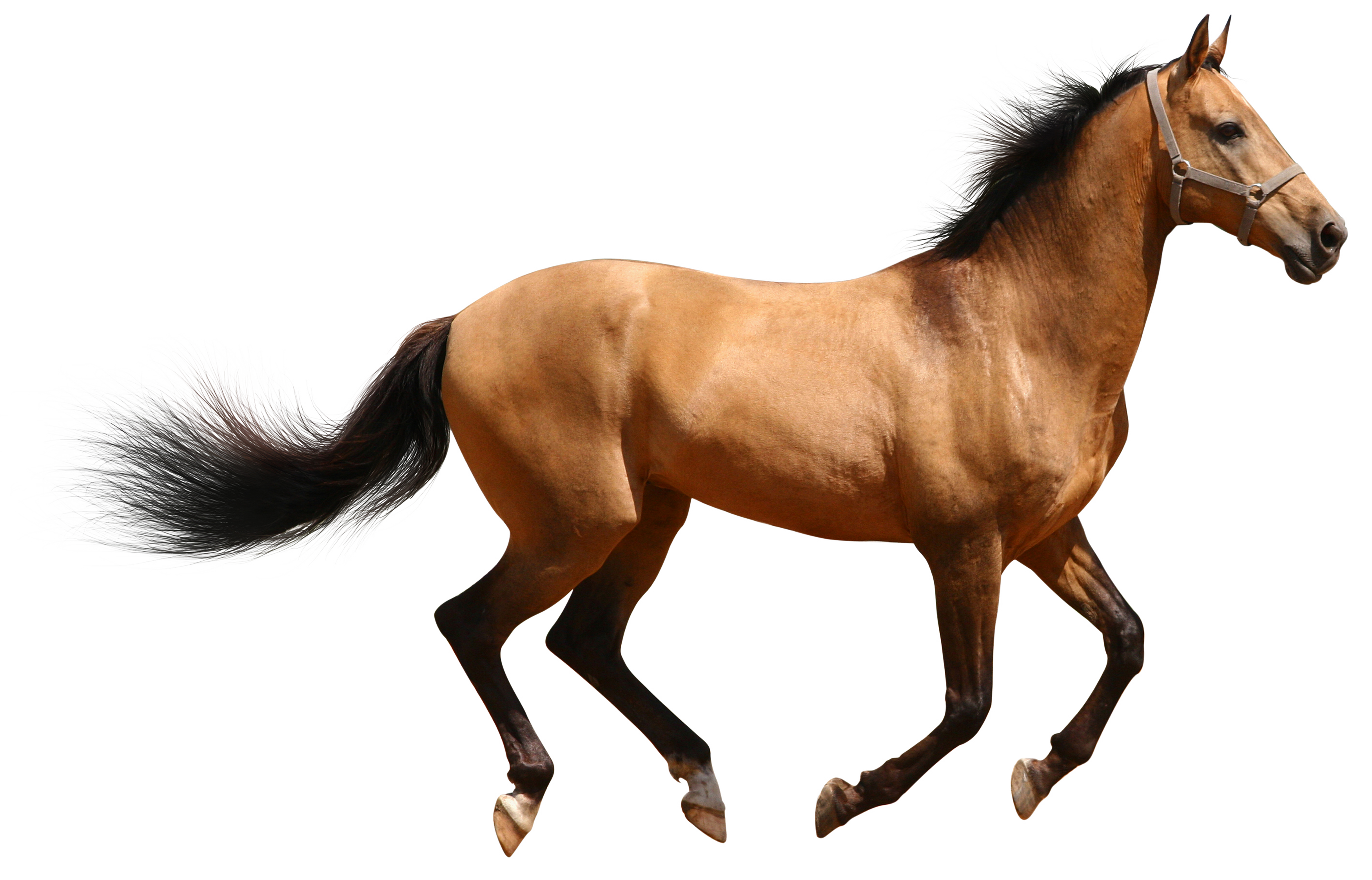 Brown horse, brown, steed, animal png