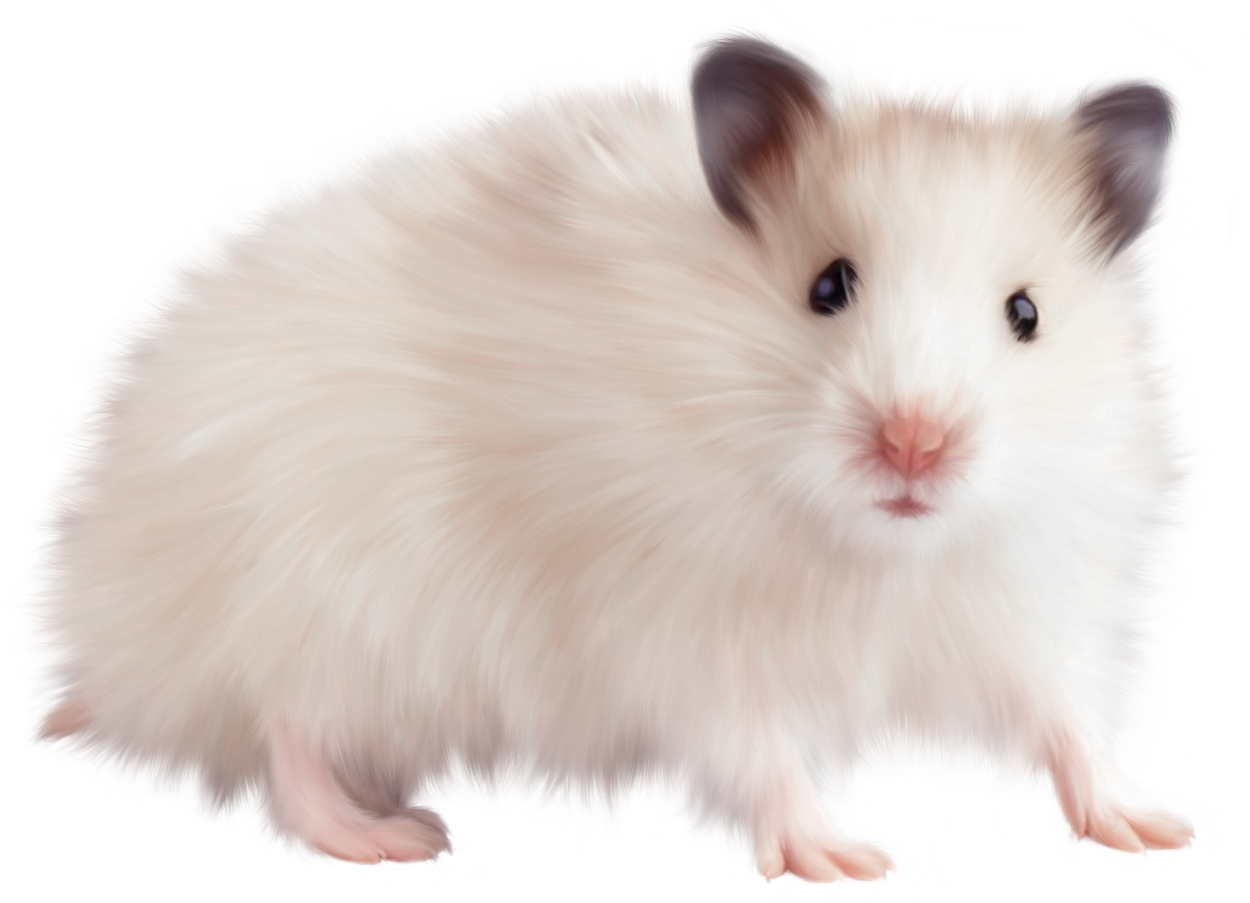 Transparent Mouse PNG Picture​ | Gallery Yopriceville - High-Quality Free  Images and Transparent PNG Clipart