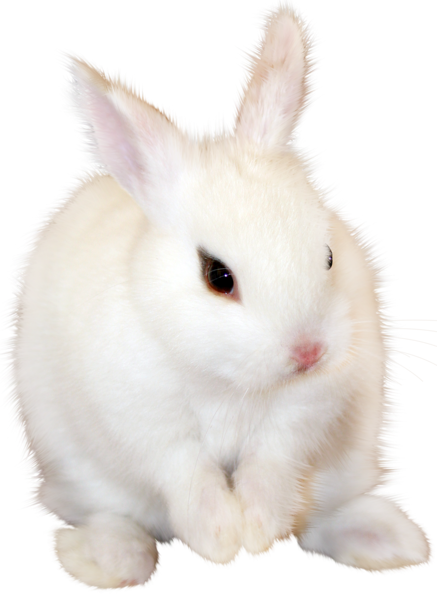 White Bunny PNG Clipart Image | Gallery Yopriceville - High-Quality