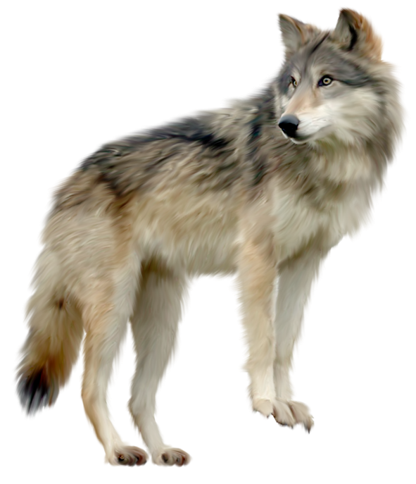 Wolf PNG Images  Free Photos, PNG Stickers, Wallpapers