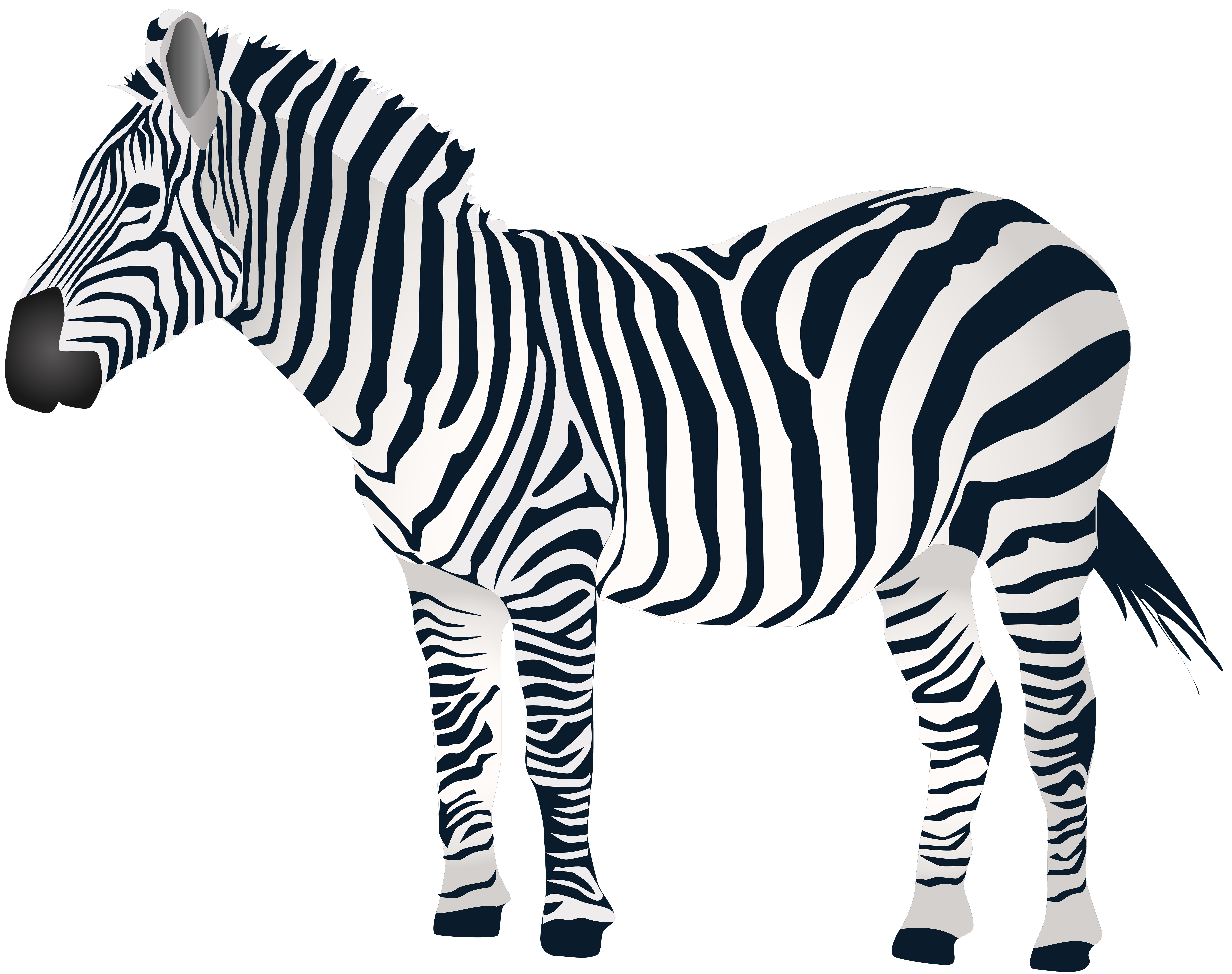 Zebra PNG Clip Art​ | Gallery Yopriceville - High-Quality Free Images and Transparent  PNG Clipart