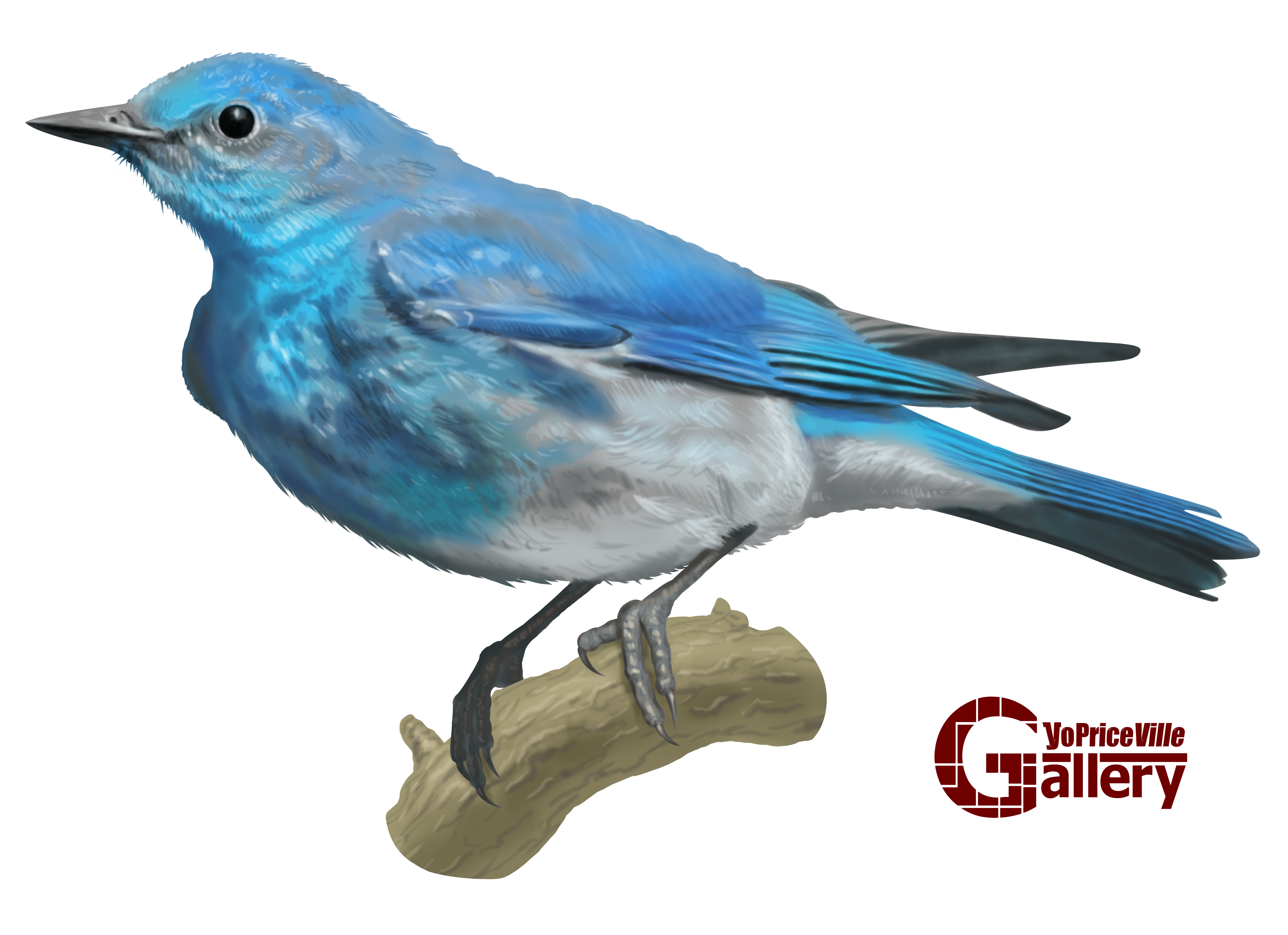 Bird Art, Handrawn Pencil Art Original Art Drawing, Blue Bird, Coloured Bird,  Pretty Bird Art, Blue Bird, Wall Art, Realistic Bird - Etsy