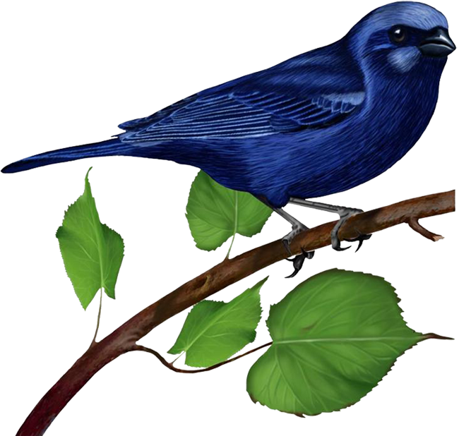 Blue Bird On Branch Gallery Yopriceville High Quality Images And