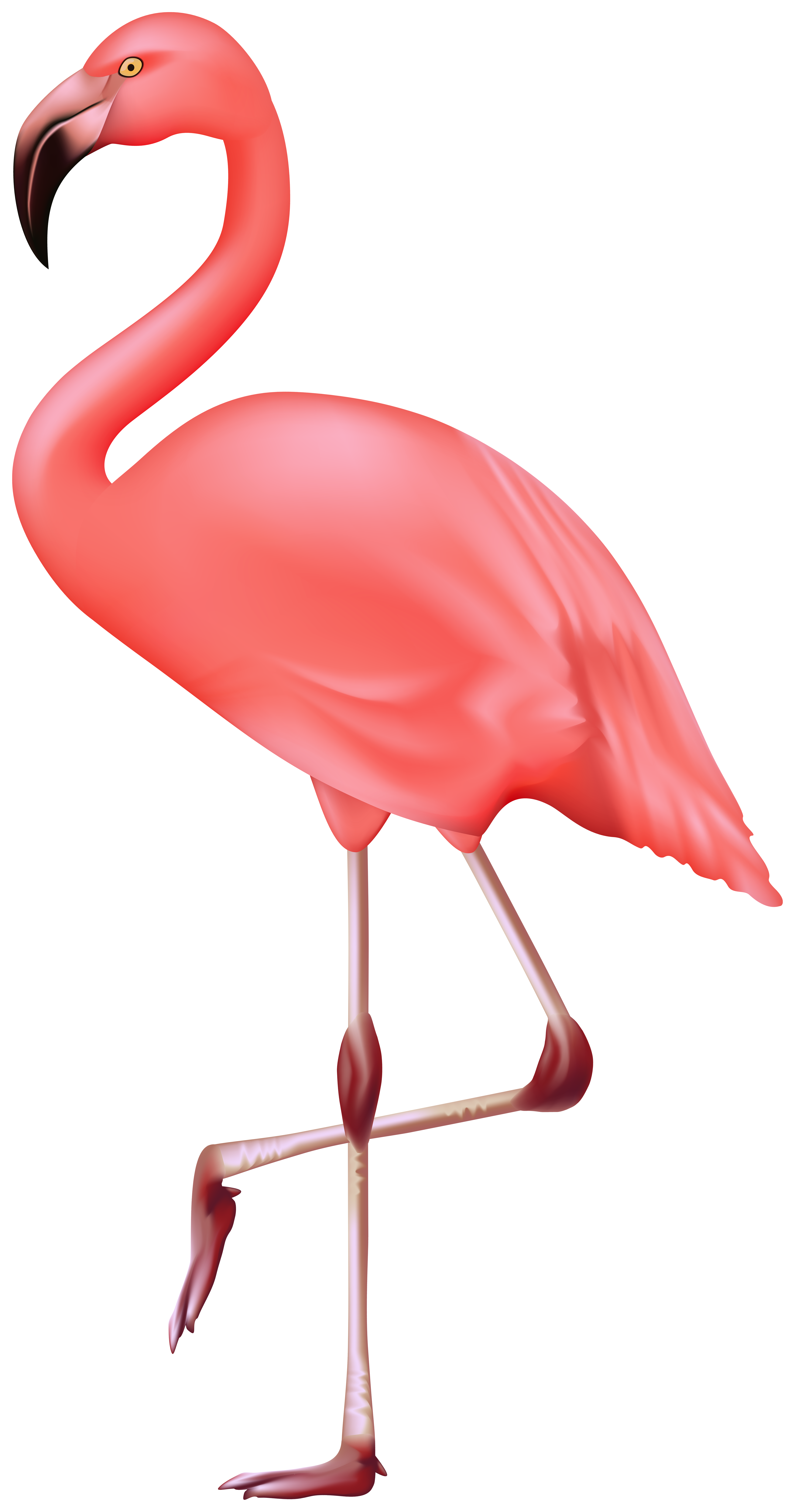 Flamingo Bird PNG Clipart​  Gallery Yopriceville - High-Quality Free  Images and Transparent PNG Clipart