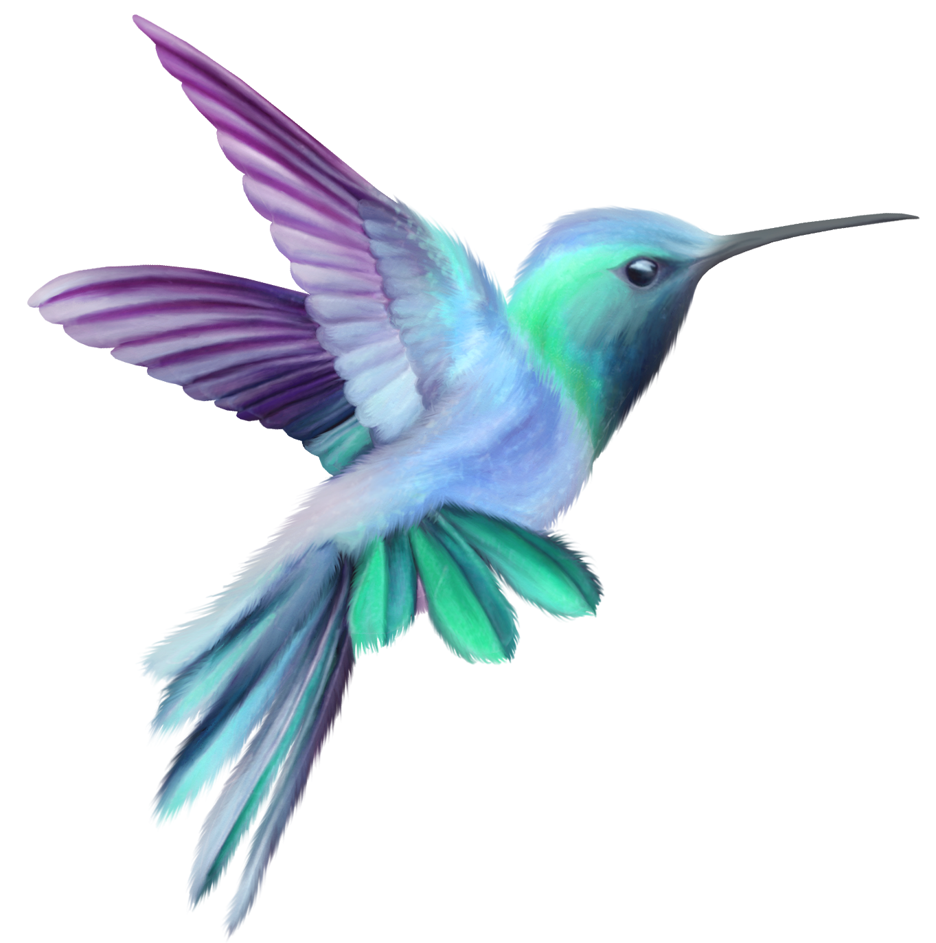 hummingbird clip art