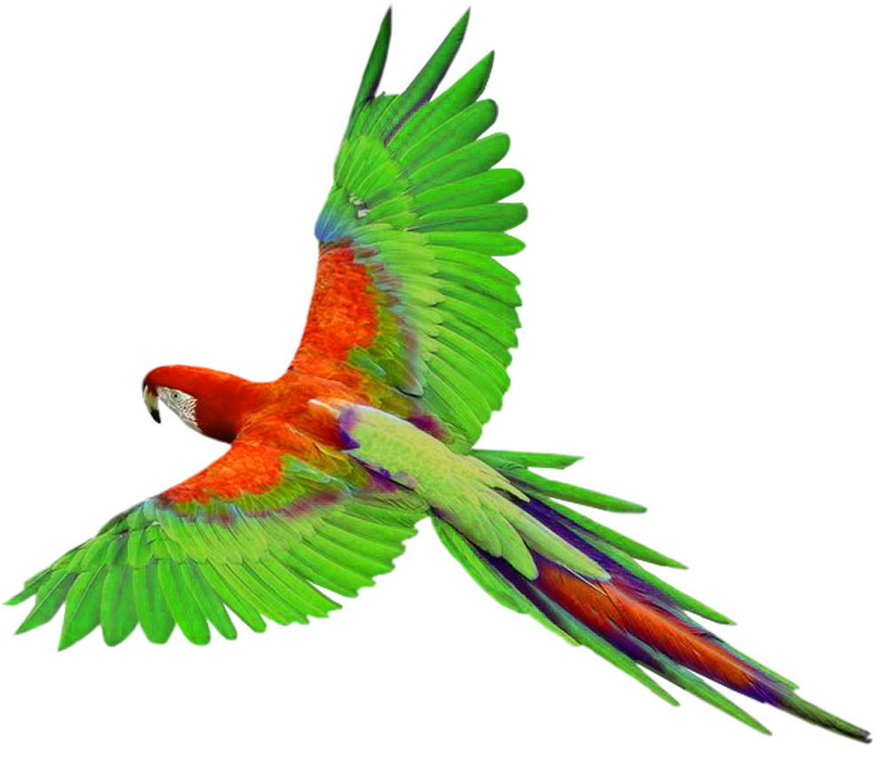 Parrot In Flight Png Clipart Gallery Yopriceville High Quality