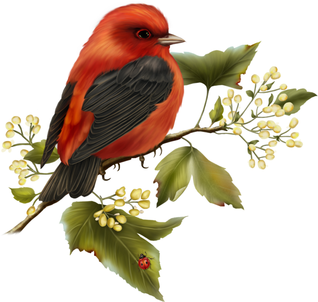 Red and Black Bird Free Clipart | Gallery Yopriceville - High-Quality