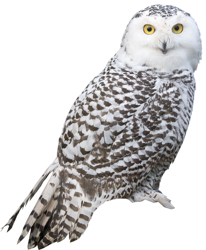 Transparent White Owl PNG Picture | Gallery Yopriceville ...